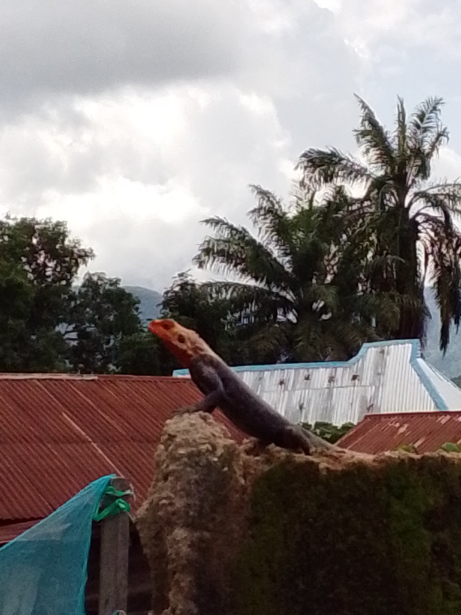 A lizard with an orange head and dark body perches on a textured mound in front of a building with a corrugated metal roof. In the background, palm trees and lush green foliage are visible against a cloudy sky, with distant mountains. A blue tarp is tied to a wooden post to the left of the lizard.