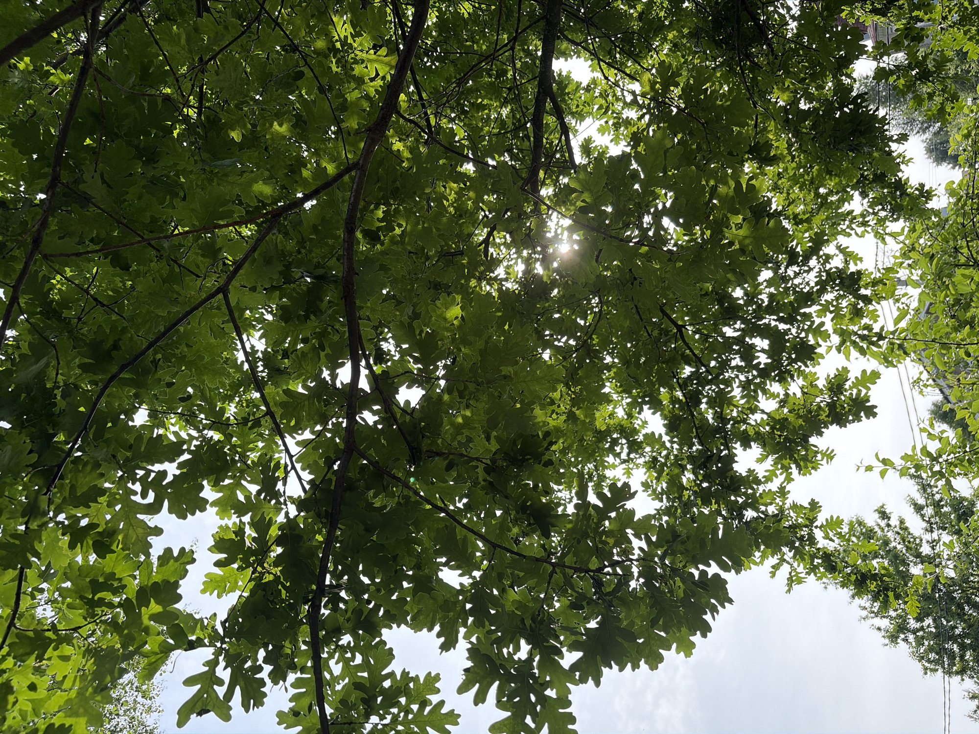 This is a low-angle, full-frame shot looking up through the canopy of a large oak tree. The leaves are a vibrant green and partially obscure the bright sky, through which the sun's rays are breaking. The branches of the oak tree are dark brown and spread out across the frame. In the distance, a lighter green deciduous tree is visible against the sky, and further still, the tops of buildings and power lines suggest an urban or suburban setting, consistent with Poroshkino, Russia. There are no people or animals visible in the image. The overall impression is one of a sunny day with dappled light filtering through the leaves.