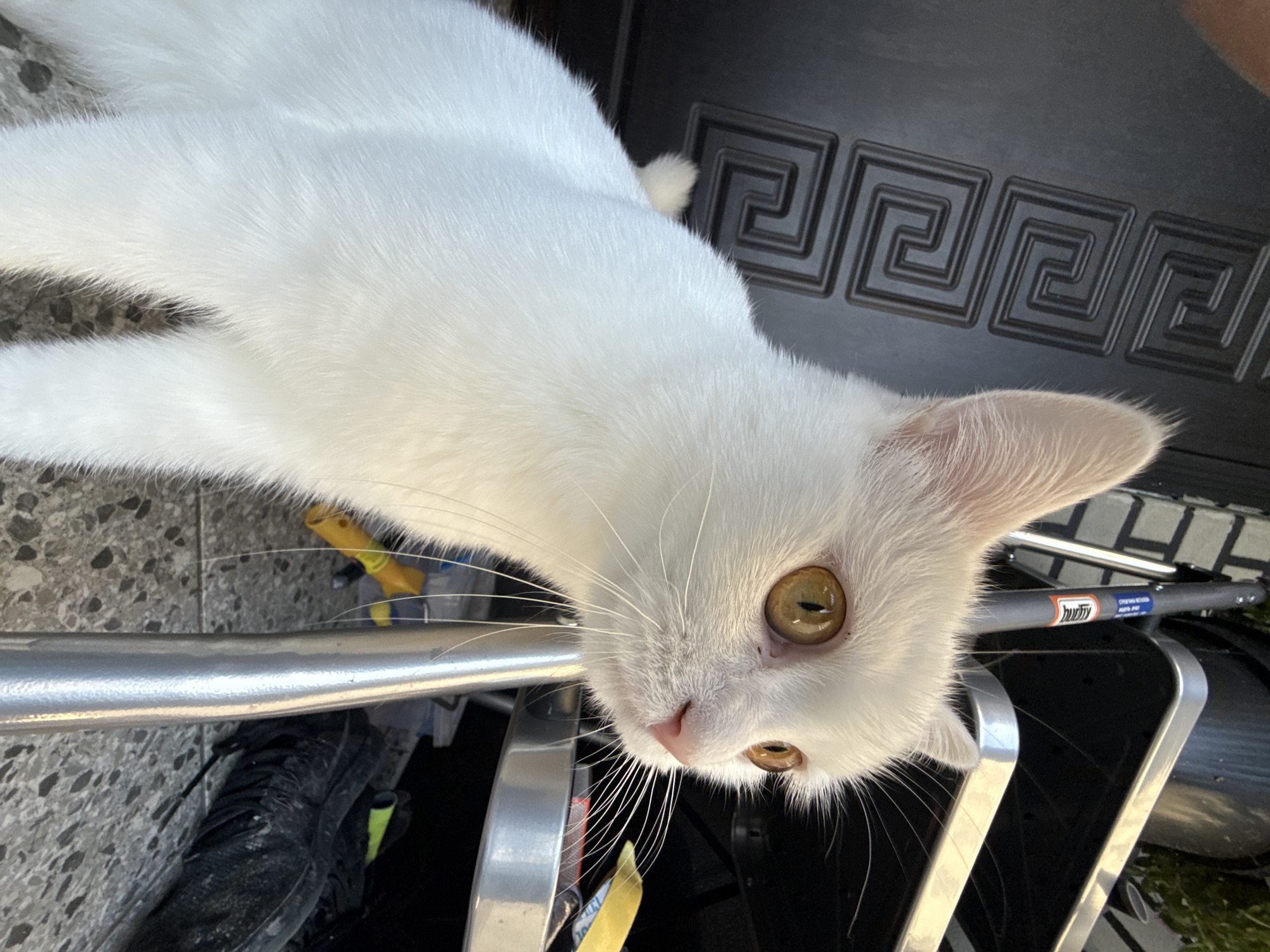 A white cat is the primary subject of this image, captured from a high-angle perspective. The cat's fur is predominantly white, with hints of yellow in its large, expressive eyes. Its face is turned towards the camera, showing a pink nose and long white whiskers. The cat appears to be resting or observing something, with its body angled slightly.
The background suggests an outdoor setting with a patterned black surface and a gray, speckled ground. A metal railing runs horizontally through the foreground, adding a reflective element to the scene. In the lower part of the image, a black shoe with neon yellow accents is visible.
Notable details include the texture of the cat's fur and the distinct pattern on the black surface, which resembles a Greek key motif. The lighting indicates it is daytime, possibly a sunny day given the clarity of the image. There's no explicit indication of weather, but the overall scene feels relaxed.
There is some visible text on a cylindrical object near the cat's head, appearing to be a label with blue and orange writing. The text is partially obscured and difficult to read clearly but includes what looks like a brand name in Hebrew script and possibly some English lettering.