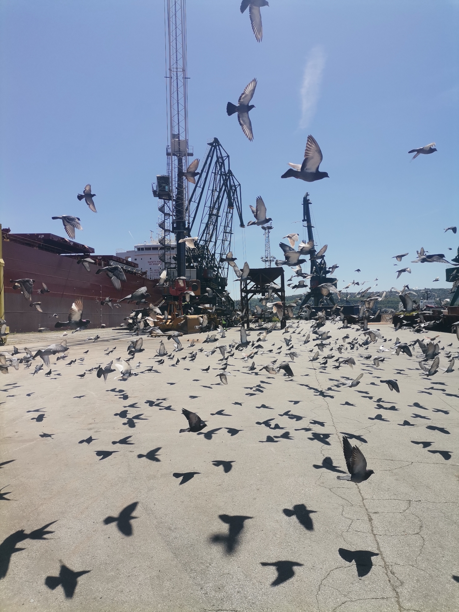 The image depicts a vibrant and dynamic scene at a port in Varna, Bulgaria, under a clear, bright blue sky. The main subjects are a large flock of pigeons, with many in various stages of flight, some perched on the concrete ground, and numerous others casting prominent, elongated shadows that create a striking pattern across the foreground. These well-defined shadows indicate strong, direct sunlight, suggesting a midday setting with clear weather.
In the background, the scene is dominated by industrial elements. Several towering cranes, dark and intricate in their metallic structure, stand against the sky. A large, deep red cargo ship is docked on the left side of the frame, showing the marking "4P" near its bow. On the ship's superstructure, part of a safety sign is visible, reading "SAFETY FIRST NO SMOKING." The ground is a light-colored concrete, typical of a dock or pier, showing some cracks.
No people are visible in the photograph, allowing the pigeons and industrial machinery to take center stage. The multitude of birds in motion lends a lively feel to the otherwise stark industrial environment.