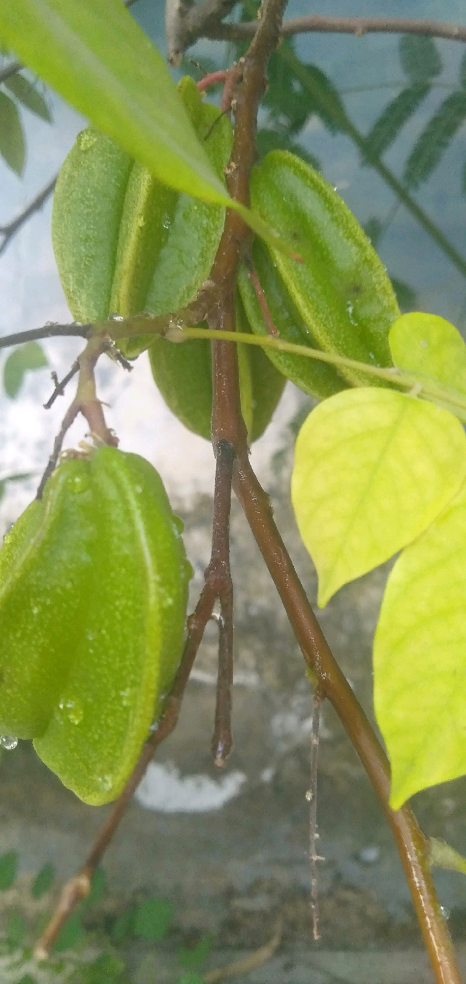 The image is a close-up, vertical shot of a starfruit (carambola) tree branch with several green fruits and leaves. The fruits are plump and have the characteristic ribbed shape of starfruit. Water droplets are visible on the fruits and leaves, suggesting it may have recently rained. The branch is brown and slightly rough in texture, with smaller twigs branching off. In the background, there is a light blue wall and out-of-focus greenery. The overall impression is of a natural, outdoor setting. The image was taken in Plemahan, Indonesia.