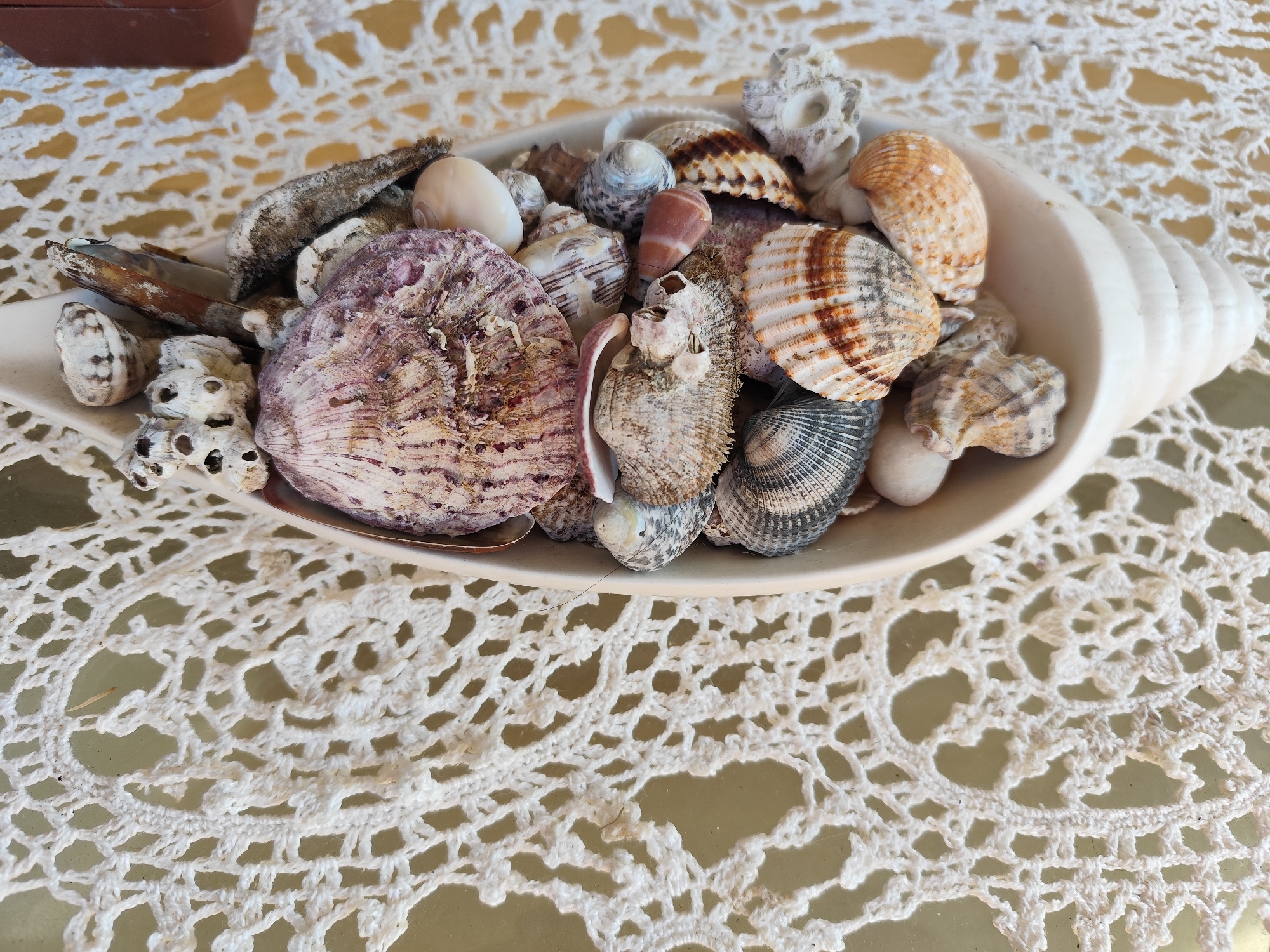 A collection of various seashells and barnacles are displayed in a white, shell-shaped ceramic dish. The dish is placed on a white, crocheted doily. The background consists of a beige, textured surface. The image is taken from a high angle, looking down at the arrangement. There are no people or animals visible in the scene. The lighting is bright and appears to be natural daylight. The image does not provide any information about a specific location in Montana, Bulgaria.