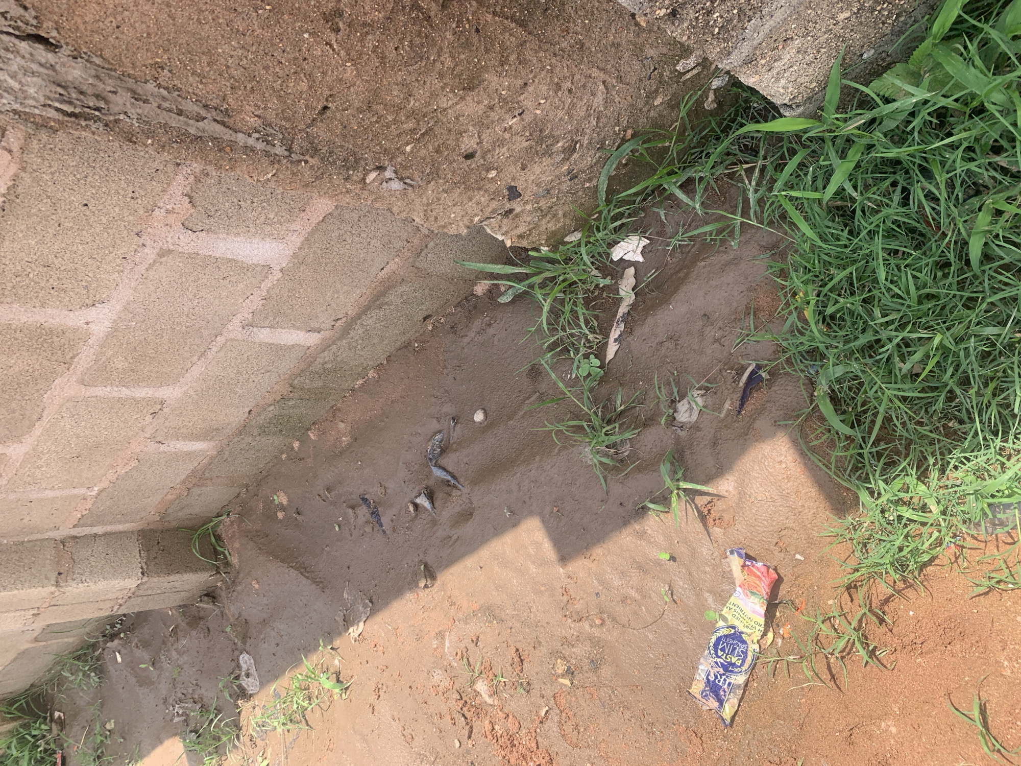 The image depicts a muddy ground with debris next to a brick wall in Jauro Yinu, Nigeria. Several dead fish are scattered on the muddy surface. Some pieces of trash, including a crumpled pasta package, are also visible. Green grass is growing in patches along the edge of the wall and on the muddy ground. A large, rough concrete structure is present on the right side of the image, adjacent to the brick wall. The scene suggests a neglected outdoor area, possibly a drainage ditch or an area prone to flooding.
