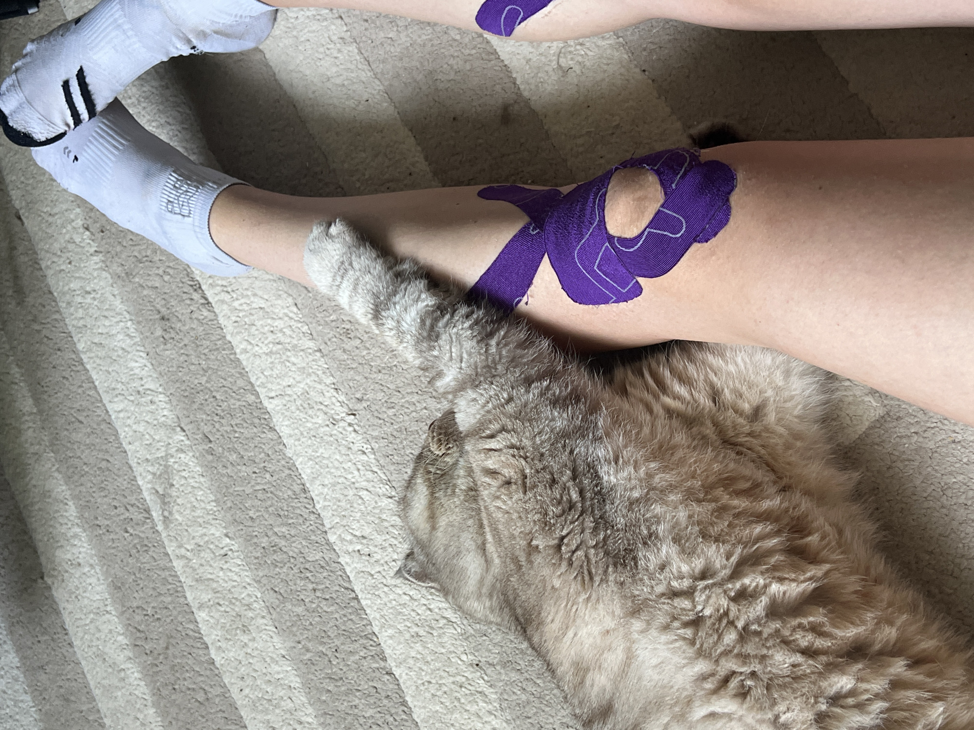 The image shows a person's legs, one of which has purple kinesiology tape applied around the knee. The person is wearing white athletic socks. A fluffy, light-colored cat is lying down next to the legs. The scene is indoors, with the legs and cat resting on a textured, striped carpet. The lighting suggests it could be daytime, possibly near a window due to the shadows. There are no visible signs of distress or specific emotional cues, beyond a relaxed pose. The location is specified as Chaikovsky, Russia, but there are no visual cues in the image to confirm this.