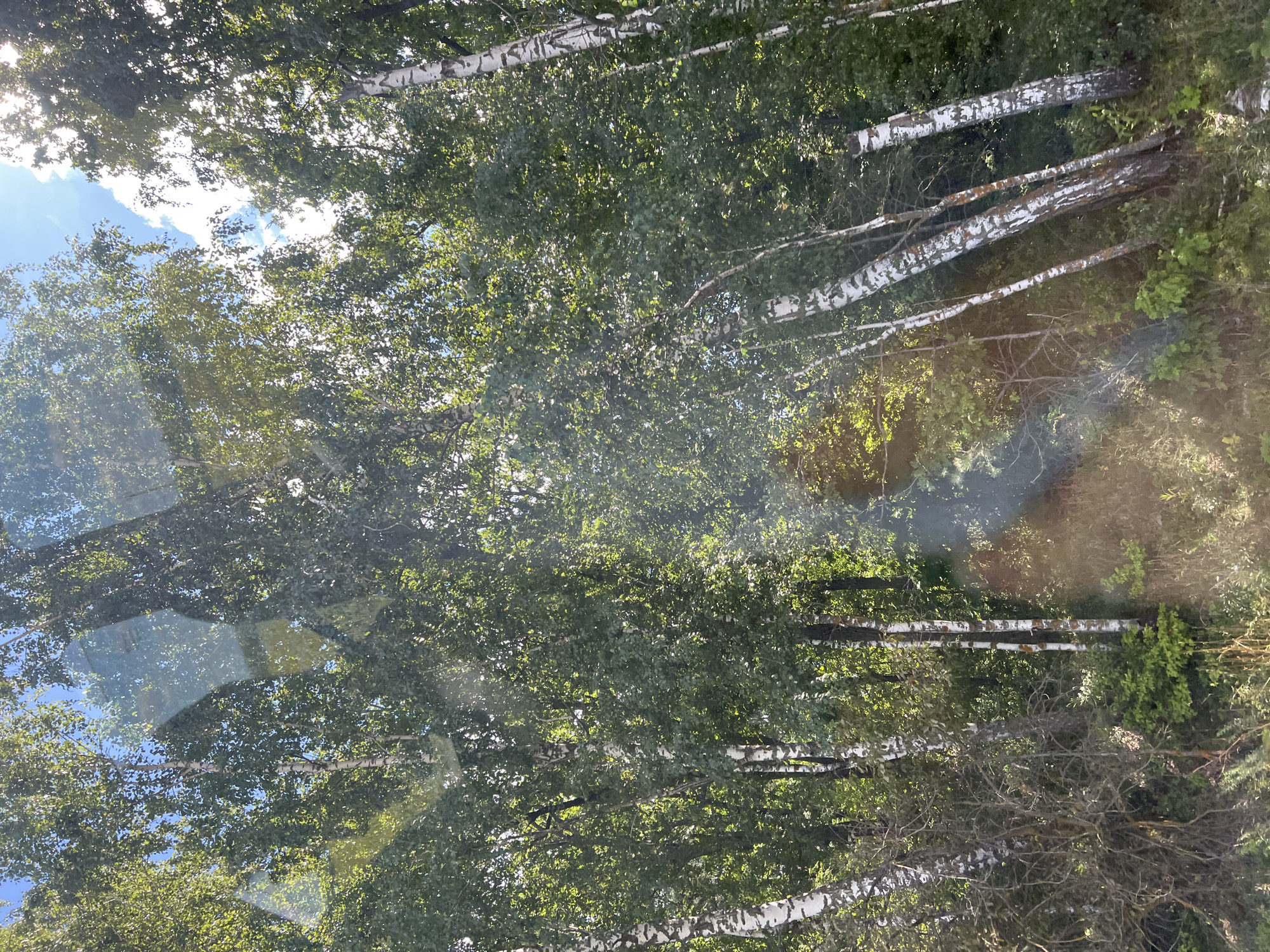 The image depicts a dense forest of birch trees with white and black bark, characteristic of the Ozerki region of Russia. The sun is shining through the leaves, creating dappled light and shadows. Some of the trees are leaning, and there is undergrowth of smaller bushes and dry grasses. The scene appears to be captured from a moving vehicle, as evidenced by the reflections on a window. The overall impression is of a vibrant, natural landscape during daytime.