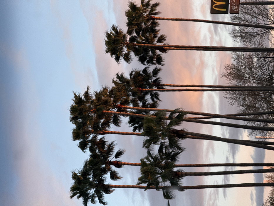 The image displays a landscape in Dos Hermanas, Spain, dominated by multiple tall palm trees silhouetted against a cloudy sky at sunrise or sunset. The upper portion of the sky is light blue, transitioning into soft pink and orange tones closer to the horizon. In the lower right quadrant, a partial view of a yellow McDonald's sign is visible, displaying the iconic golden arches and the "McCafé" text. The foreground and lower background include bare tree branches and foliage. No individuals are present in the scene.