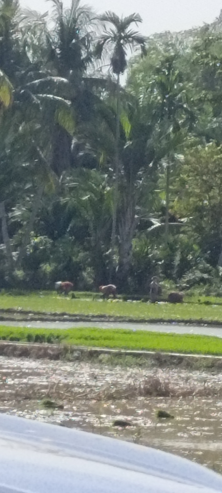 In Aluekeujruen, Indonesia, a scene unfolds in a rural setting with a lush backdrop of tropical trees and foliage. The foreground is dominated by a flooded rice paddy, its surface reflecting the sky and showing patches of dried vegetation. Beyond the paddy, a strip of vibrant green grass separates it from a slightly elevated area where several capybaras are grazing. Two capybaras are visible on the left side of this grassy area, one with a lighter colored back, and the other a darker reddish-brown. Further to the right, another capybara is visible, and in the far right background, a portion of a capybara is also discernible. A person, possibly a farmer, is standing amidst the capybaras, their form indistinct in the distance. The overall impression is one of natural harmony, with domesticated animals coexisting peacefully in a cultivated agricultural landscape.