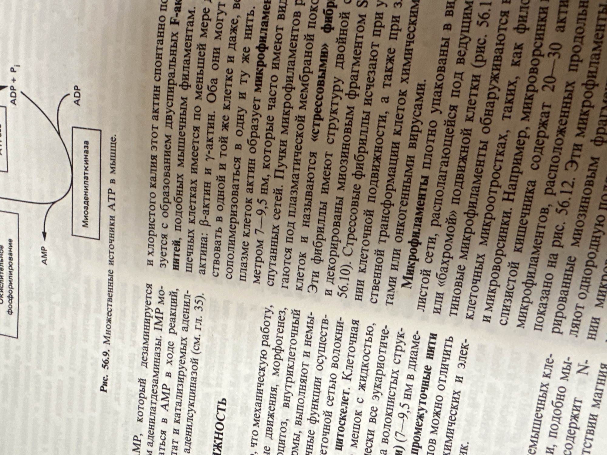 The image displays a page from a textbook featuring a diagram illustrating multiple sources of ATP in muscles and accompanying scientific text. The diagram, labeled "Fig. 56.9. Multiple sources of ATP in muscle," shows interconnected boxes representing AMP, Myoadenylate kinase, and ADP+Pi, with arrows indicating the conversion processes. The text below the diagram discusses actin, its structure, and its role in microfilaments within muscle cells, mentioning beta-actin and gamma-actin, and stress fibers. The image is a close-up of printed material and does not contain any information or visual elements related to the city of Kazan, Russia.