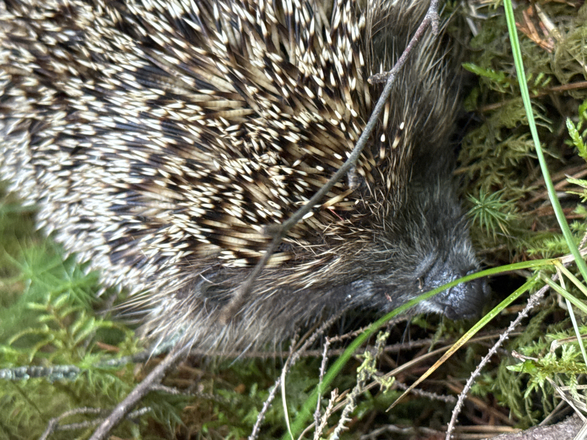 A close-up, eye-level shot shows a hedgehog lying on its side in a forest floor environment. The hedgehog's spines are prominent, appearing brown and white with sharp tips, densely covering its back. Its face, snout, and small dark eyes are visible on the left side of the image, with soft grey fur around its face. The hedgehog is positioned amidst moss, fallen pine needles, and small green plants, suggesting a natural woodland habitat. A thin branch crosses diagonally over the hedgehog's back. The background consists of blurred green foliage. The scene is located in the city of Orekhovo, Russia, with no visible human presence or interaction.