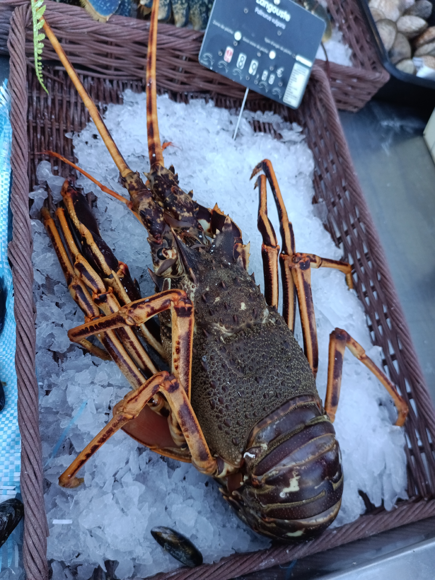 A single, whole spiny lobster, raw and unseasoned, is displayed on a bed of crushed ice in a woven basket. The lobster is positioned diagonally within the basket, with its tail end towards the lower right and its head and antennae extending towards the upper left. Its shell is a mottled dark brown and reddish-brown, with prominent ridges and textures. The lobster's legs are a vibrant orange and brown, striped, and are splayed around its body.
A small, black sign with white text is partially visible in the upper right portion of the image, indicating "Langouste" (spiny lobster in French) and potentially pricing or origin information. A glimpse of blue and white checkered fabric is visible to the far left, suggesting the lobster is part of a market stall or display. The surrounding environment is metallic, hinting at a market or fishmonger's counter. The scene appears to be an outdoor or indoor market in Le Neubourg, France, given the "Langouste" signage. No people are visible in the image.