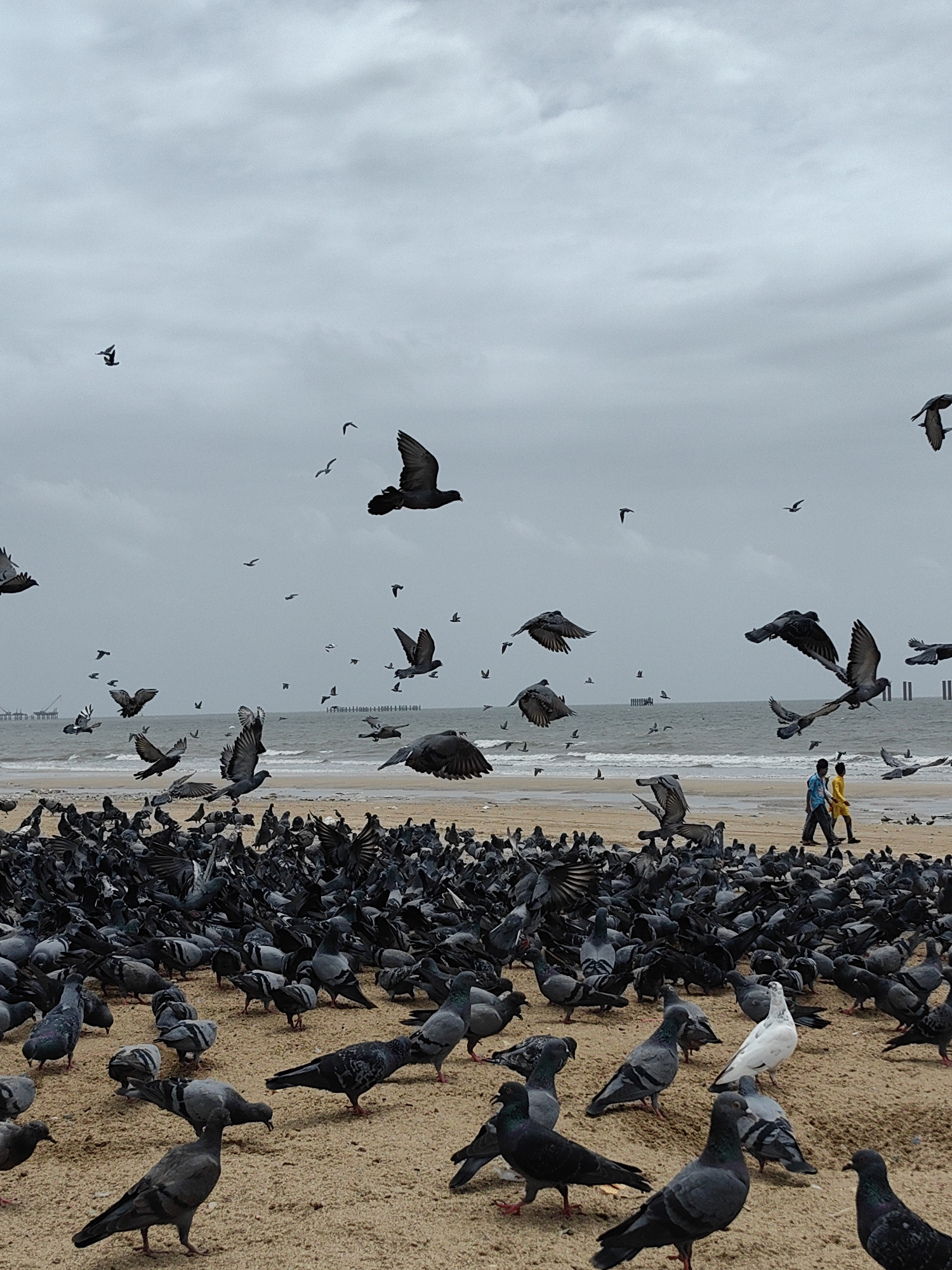 A large flock of pigeons is gathered on a sandy beach in Mumbai, India. The sky is overcast, and the sea is visible in the background. Two young boys in brightly colored clothing are walking on the beach, seemingly unaffected by the multitude of birds. Some pigeons are in flight, while others are walking or pecking at the sand. The scene is likely a popular spot for feeding pigeons, common in many urban areas of India. The overall atmosphere is one of everyday life unfolding amidst a natural environment.