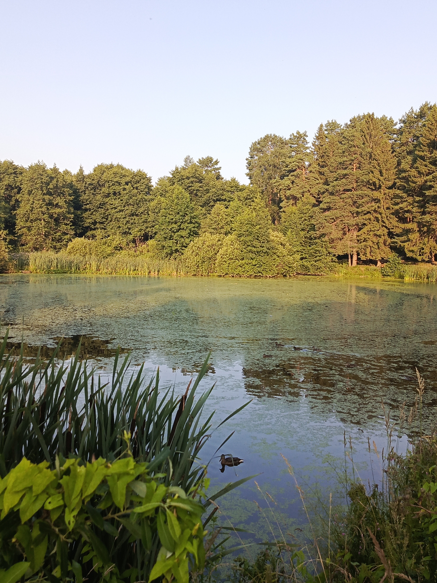 A serene pond is captured in a medium shot, with a dense forest lining the background. The pond's surface is partially covered with green algae and lily pads, reflecting the surrounding trees and the clear, pale blue sky. In the foreground, cattails and green leafy branches rise from the water's edge. A single duck swims in the pond, and several others are visible further out. The scene is bathed in the warm, golden light of what appears to be early morning or late afternoon, casting a soft glow on the trees and water. The location is identified as being in Chaikovsky, Russia.