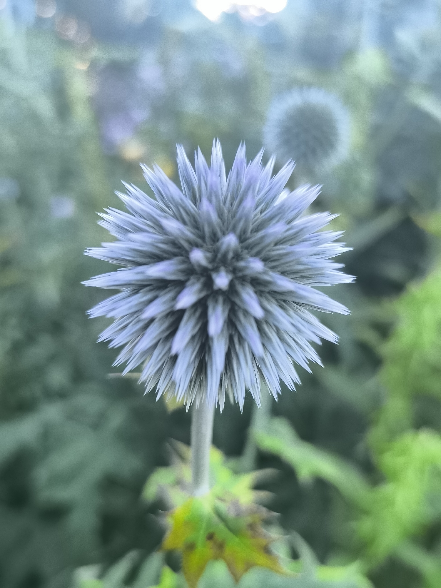 The image displays a close-up, low-angle view of a single, blue thistle flower head. The flower is spherical with numerous sharp, pointed petals radiating outwards. The background is a blur of green foliage, with some bokeh effects suggesting a shallow depth of field. The lighting is soft and diffused, with a hint of brightness at the top of the image, possibly from sunlight. There are no people or discernible man-made structures in the scene. The location in Klaipėda, Lithuania, cannot be determined from the visual information provided.