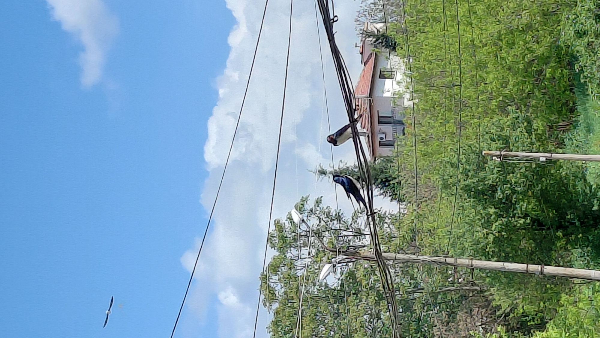 The image displays an outdoor daytime scene featuring birds, utility infrastructure, and natural elements under a bright blue sky with scattered white clouds. Two birds, possibly swallows or similar passerine species, are perched on black electrical wires in the foreground. One bird, with a dark back and white underparts, is higher up, while another, predominantly dark blue or black, sits on a lower wire. In the distance, a third bird with distinct white and dark plumage is captured mid-flight against the sky.
Multiple electrical wires run horizontally and vertically across the frame, connected to wooden utility poles. A dense backdrop of green trees and foliage fills a significant portion of the right side of the image. Partially visible through the trees and wires is a building, likely a house, characterized by a reddish-brown tiled roof and white walls. An outdoor air conditioning unit is discernible on the side of this building. The clear blue sky and bright lighting suggest it is daytime with fair weather. No text is visible.