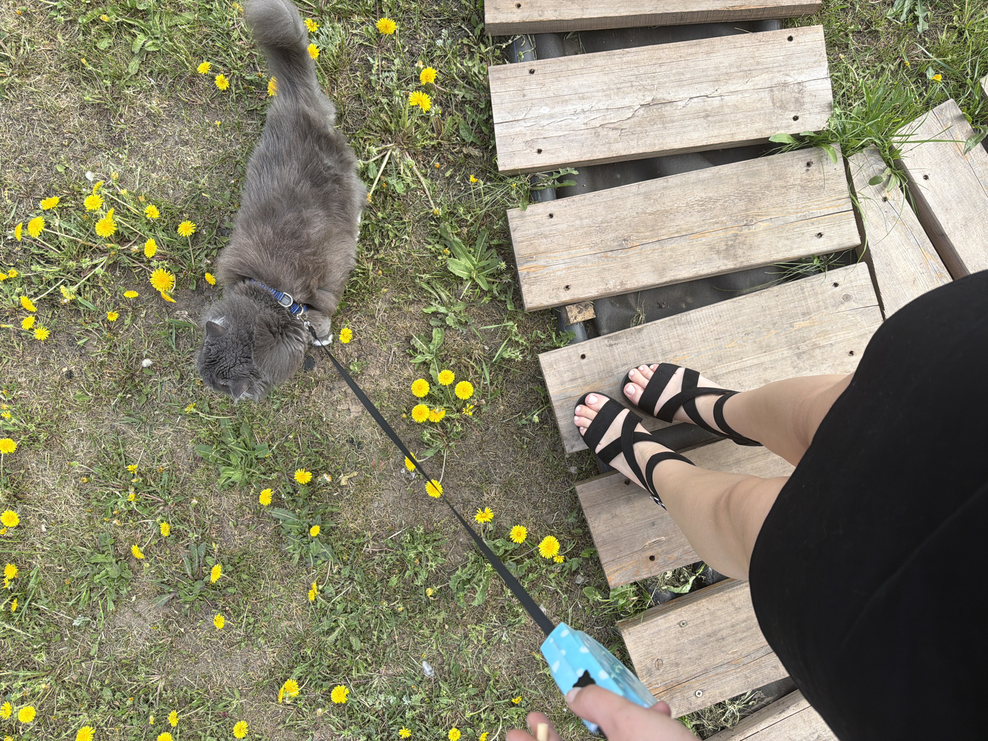 An eye-level, high-angle shot shows a person walking a gray cat on a leash in Большая Шильна, Russia. The cat, wearing a blue collar, stands on grass interspersed with dandelions. The person, partially visible on the right, wears black sandals and a black skirt, standing on a wooden walkway. A retractable leash extends from the person's hand to the cat. The environment is a grassy area with yellow dandelions scattered around.