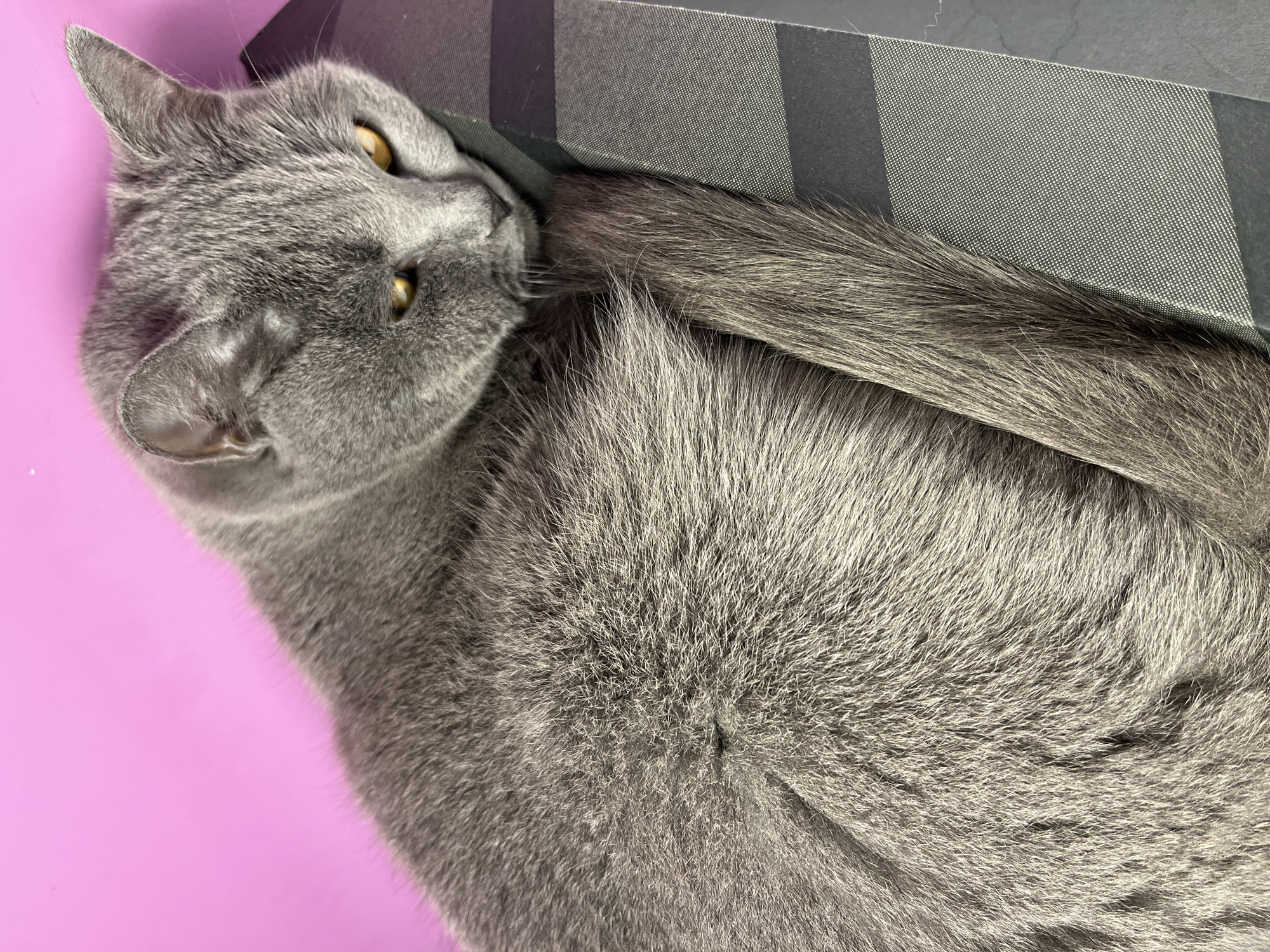 A grey domestic cat, resembling a Russian Blue breed, is depicted in an indoor setting. The cat possesses short, dense, solid grey fur and distinct amber-yellow eyes. It is positioned lying down, curled on a dark grey, textured object featuring a precise light-colored grid pattern and prominent dark horizontal bands. The cat's head rests upon this object, with its eyes partially open and directed forward. Its tail is visible, extending alongside its body and resting on the patterned surface. The background consists of a solid, vibrant pink surface, likely a wall. No visual information is present within the image to specify an exact location within Alanya, Turkey.