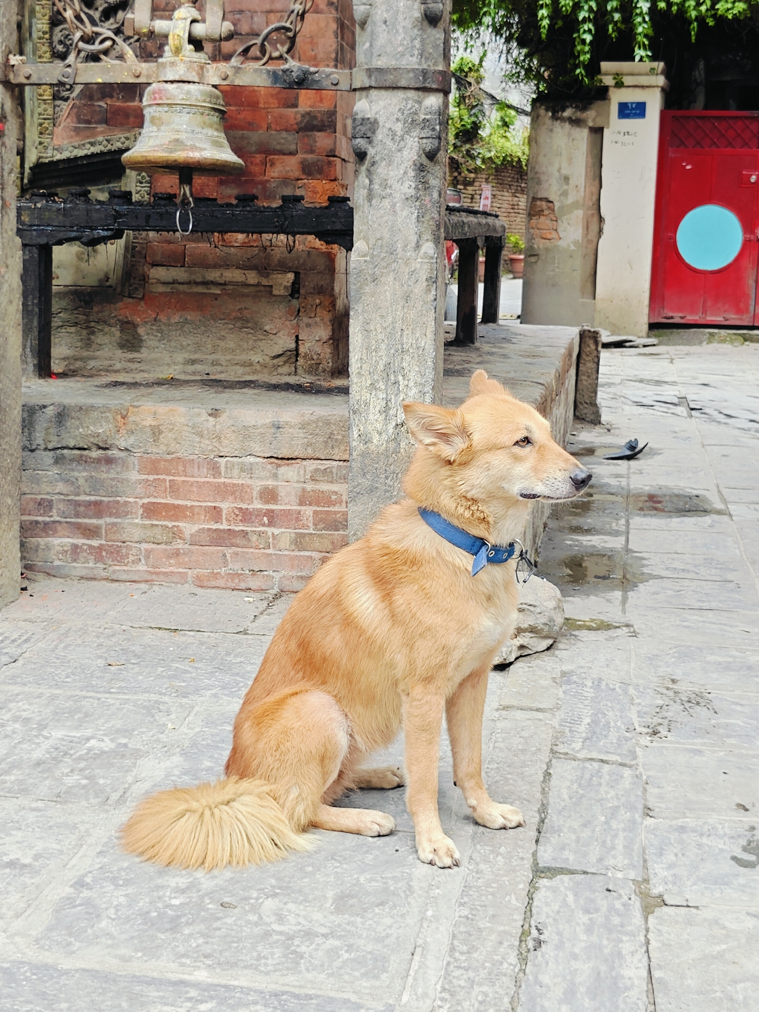 A medium-sized, light brown dog with a bushy tail sits on a stone pathway in front of a brick wall. The dog is wearing a blue collar. In the background, a large metal bell hangs from chains above a wooden structure. A red door with a circular blue detail is visible further in the background, along with some greenery. The setting appears to be an outdoor area in the city of Lalitpur, Nepal, possibly near a temple or historical site, given the architectural elements. The ground is paved with stone slabs.