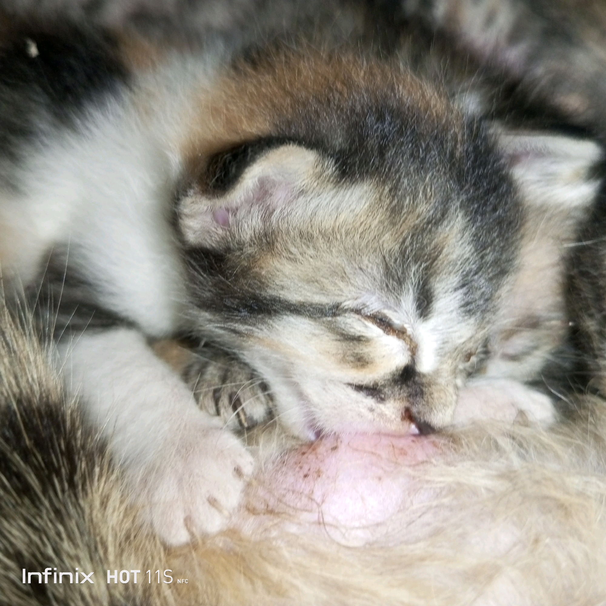The image is a close-up shot of a very young kitten, likely a newborn, nursing from its mother. The kitten's eyes are closed, and its face is nestled against its mother's fur and belly. The mother cat's fur is visible, with patterns of black, brown, and white. The kitten has a mottled gray, white, and brown coat. The background is blurry and consists of more of the mother cat's fur. A watermark at the bottom of the image reads "Infinix HOT 11S NFC". The image does not contain any information about the location within the city of Sukaslamet, Indonesia.