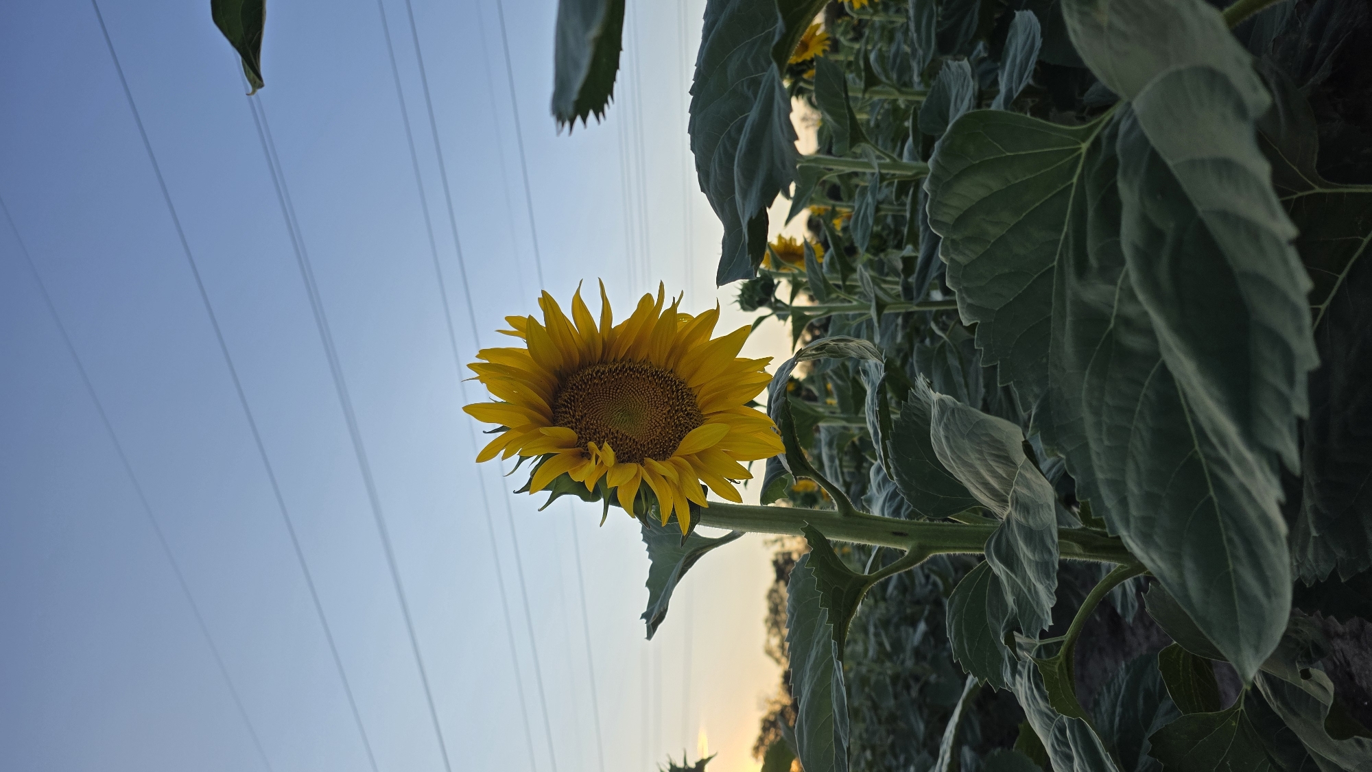 A low-angle, vertical, medium shot captures a single sunflower in a field under a clear sky with power lines crisscrossing it. The sunflower, positioned slightly off-center to the right, faces left, its yellow petals radiating outwards from a textured brown and yellow center. Its thick green stem is visible, along with large, dark green leaves that dominate the foreground, creating a sense of depth. In the background, rows of similar sunflowers recede into the distance, appearing as blurred shapes. The sky above is a pale blue, transitioning to a lighter hue near the horizon where a faint sunset glow can be observed. The scene appears to be in a rural or agricultural area, possibly a farm or a park. The image does not contain any people.