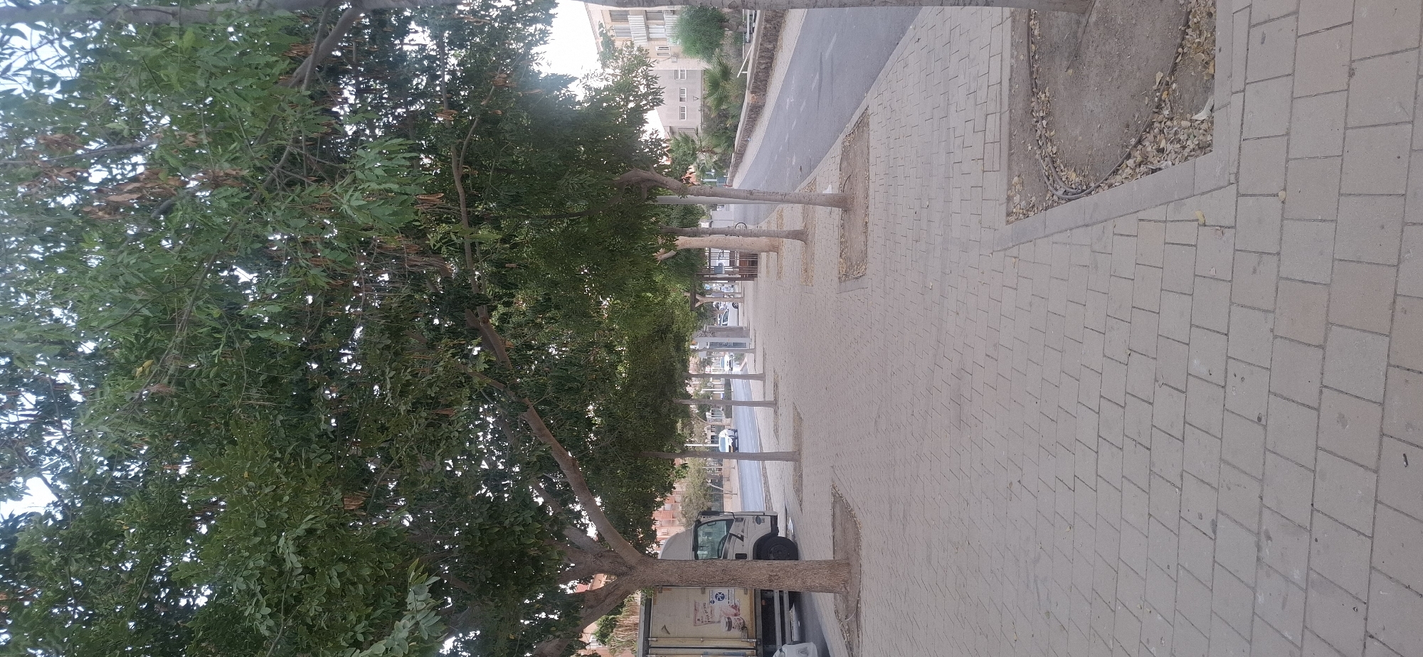 The image depicts a street scene in Yerocham, Israel, characterized by a tree-lined sidewalk and an adjacent road. A white truck is parked on the left side of the image, partially obscuring a section of the sidewalk and the trees. The sidewalk itself is paved with rectangular light-colored stones and runs parallel to the road. Several trees are planted along the sidewalk, their branches extending over the paved area. The road has a dark asphalt surface and appears to be a two-lane street with vehicles visible in the distance. Buildings, some with multiple floors and balconies, are visible across the road, indicating an urban or suburban setting. The environment is moderately lit, suggesting it might be late afternoon or early morning. The area appears to be a public space, possibly a residential street or a commercial area with pedestrian access. There are no people clearly visible in the image.