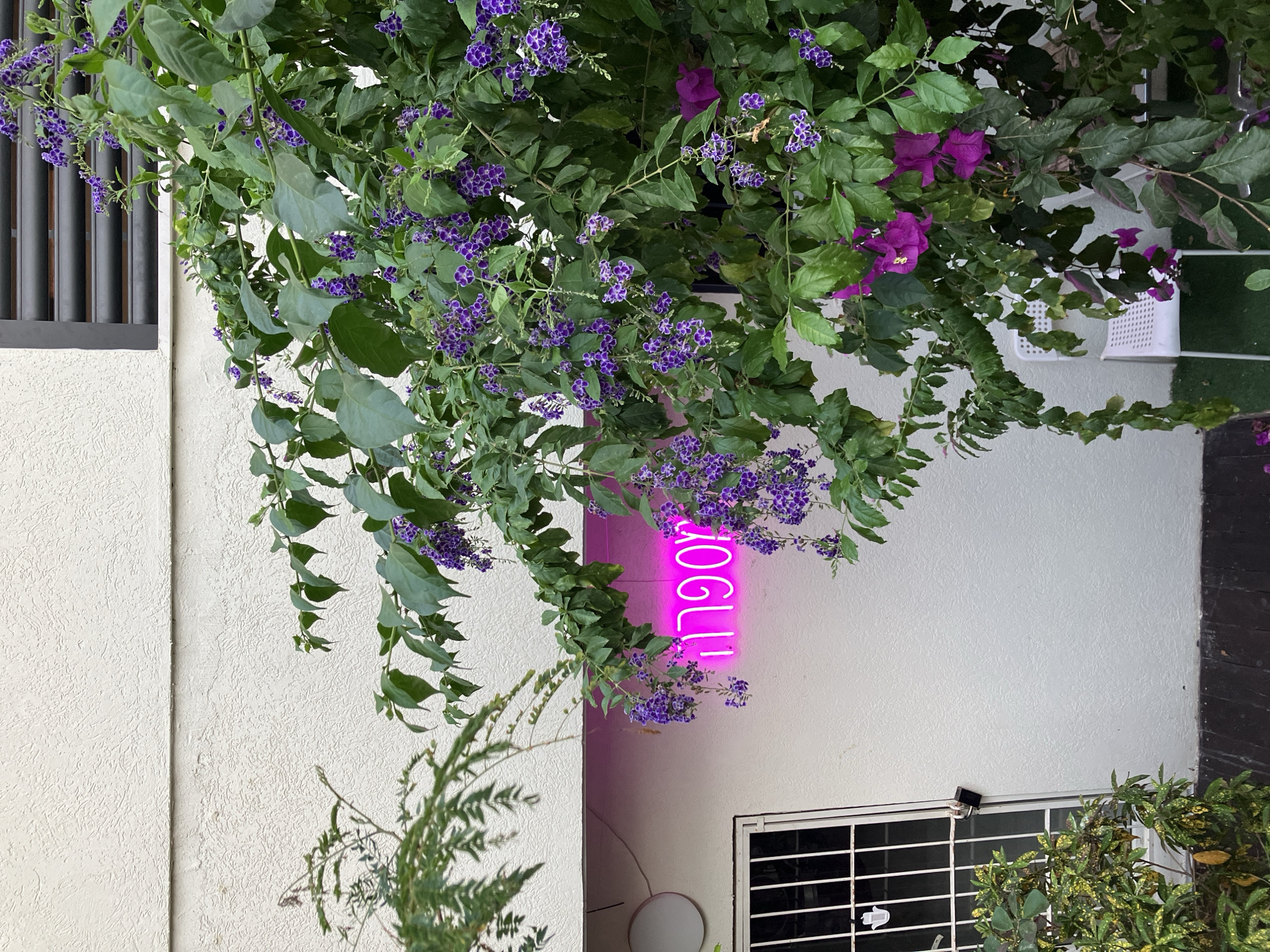 The image depicts an outdoor scene, likely in Tel Aviv, Israel, featuring a building facade adorned with various plants.
The building has a textured, light-colored wall with what appears to be a barred window or grate near the bottom right. A neon pink sign, oriented vertically and displaying the word "Yogurt" in Hebrew, is attached to the wall.
Overhanging the wall and the sign are several types of plants. One plant is characterized by green leaves and clusters of small purple flowers. Another has larger green leaves and occasional pinkish-purple flowers, possibly bougainvillea. A third type of plant, located near the bottom left, has feathery green foliage.
The image is composed such that the plants are a prominent feature, partially obscuring the building and creating a natural frame around the yogurt sign. The scene has an overgrown, slightly wild feel to it.