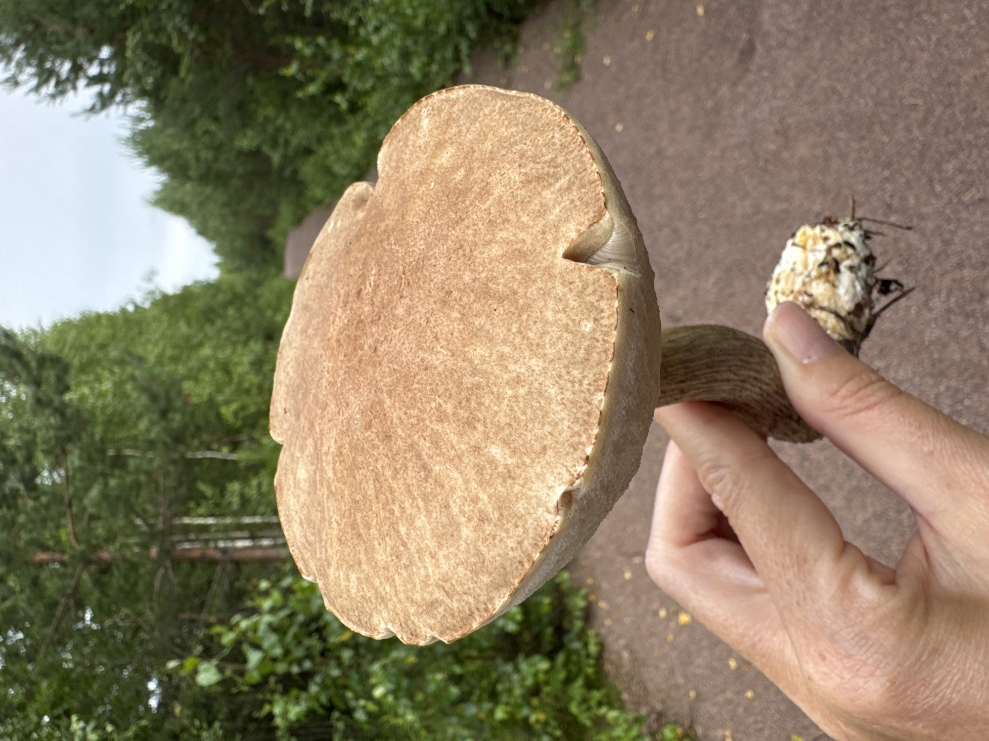 A person's hand holds a large brown mushroom, showing its cap, stem, and roots. The mushroom is positioned in the foreground, with a dirt path and a forest visible in the background. The path is lined with green trees on both sides, and the sky is overcast. The location is Peski, Russia.
