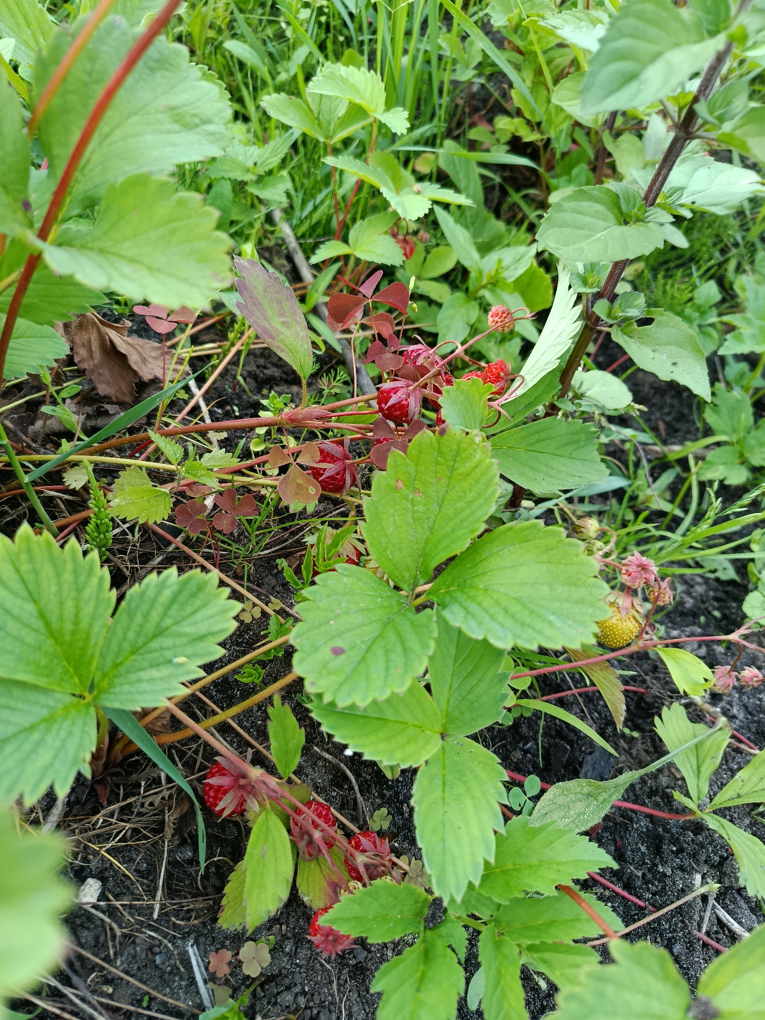 This is a close-up, eye-level outdoor shot of a strawberry patch in Vareya, Russia. The scene is densely packed with lush green strawberry plants, some bearing small red berries and others with unripe yellow fruit. Red stems and veins are visible throughout the plants. Interspersed among the strawberry plants are small, heart-shaped red leaves and blades of green grass. The soil is dark and appears moist. The lighting suggests it could be daytime, with no strong shadows indicating harsh sunlight, and the presence of dew drops on some leaves hints at recent moisture, possibly from morning dew or light rain. The overall impression is one of natural growth and the early stages of fruit development. There is no visible text in the image.