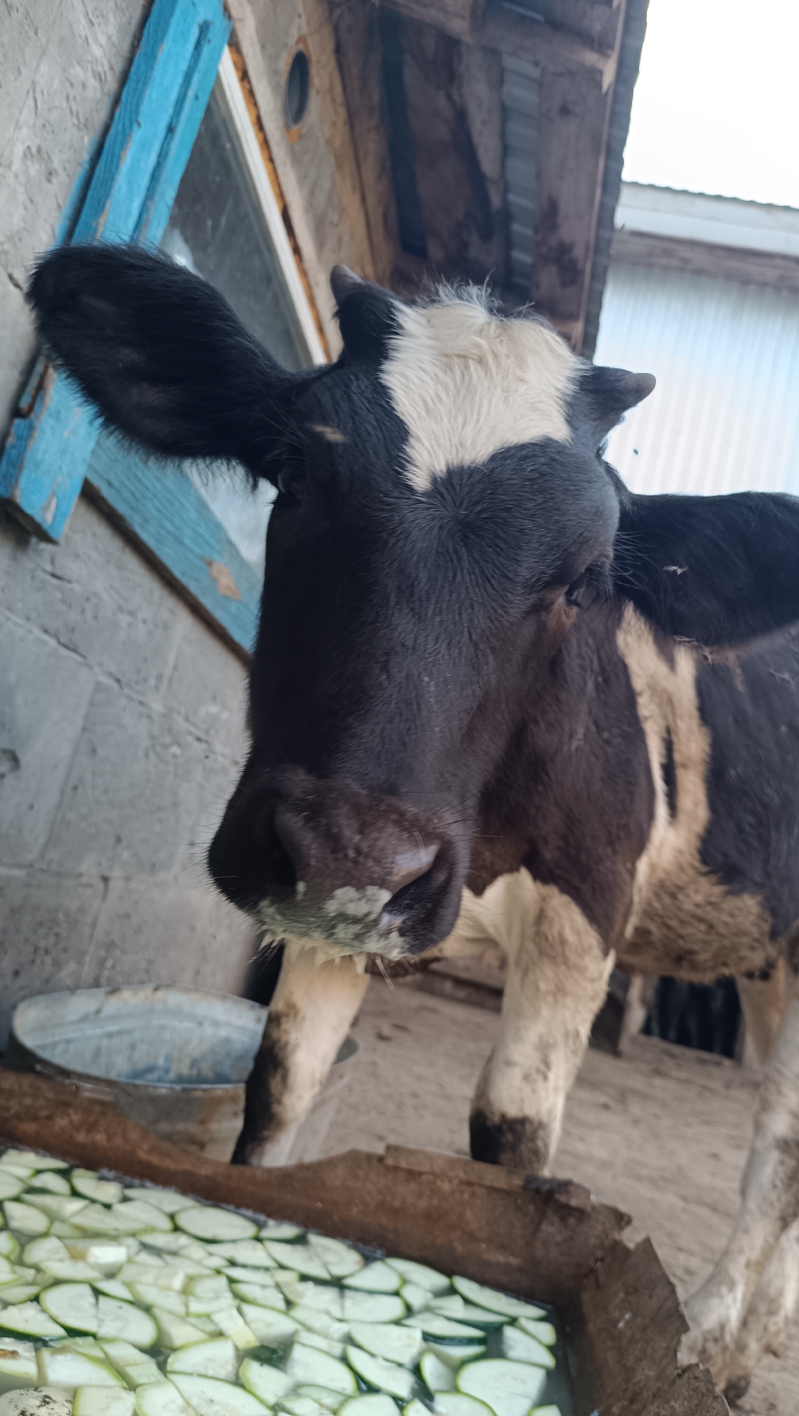 A black and white cow with a white patch on its forehead stands in what appears to be a farmyard or rural setting. The cow is facing the camera, with its head tilted slightly downwards. In the foreground, a wooden trough filled with sliced zucchini is visible. Behind the cow, a rough brick wall and some wooden structures are present. A blue painted wooden beam is also visible on the left side of the image. The overall scene suggests an agricultural environment. The image does not provide information about the city of Karsha, Russia.