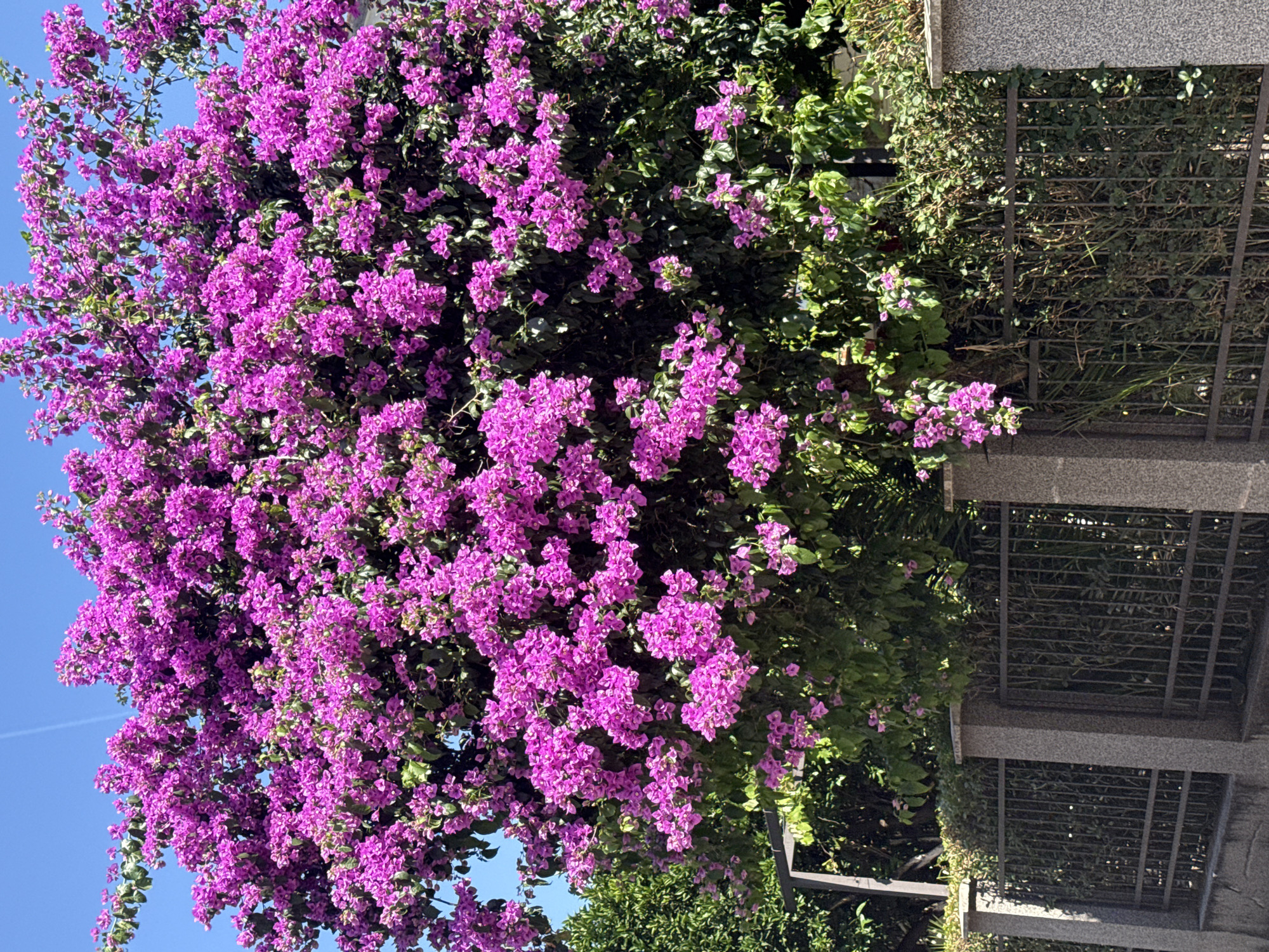 A large bougainvillea tree, heavily laden with vibrant pinkish-purple flowers, dominates the frame against a clear blue sky with a faint contrail. The tree's branches cascade downwards, obscuring much of the foliage beneath. In the foreground, a dark metal fence with a stone pillar on the right and a section of stone wall at the bottom separates the viewer from the dense green undergrowth and the bougainvillea. The fence is made of vertical bars with horizontal supports. The overall scene suggests a sunny day in a residential or garden area, likely in Budva, Montenegro.