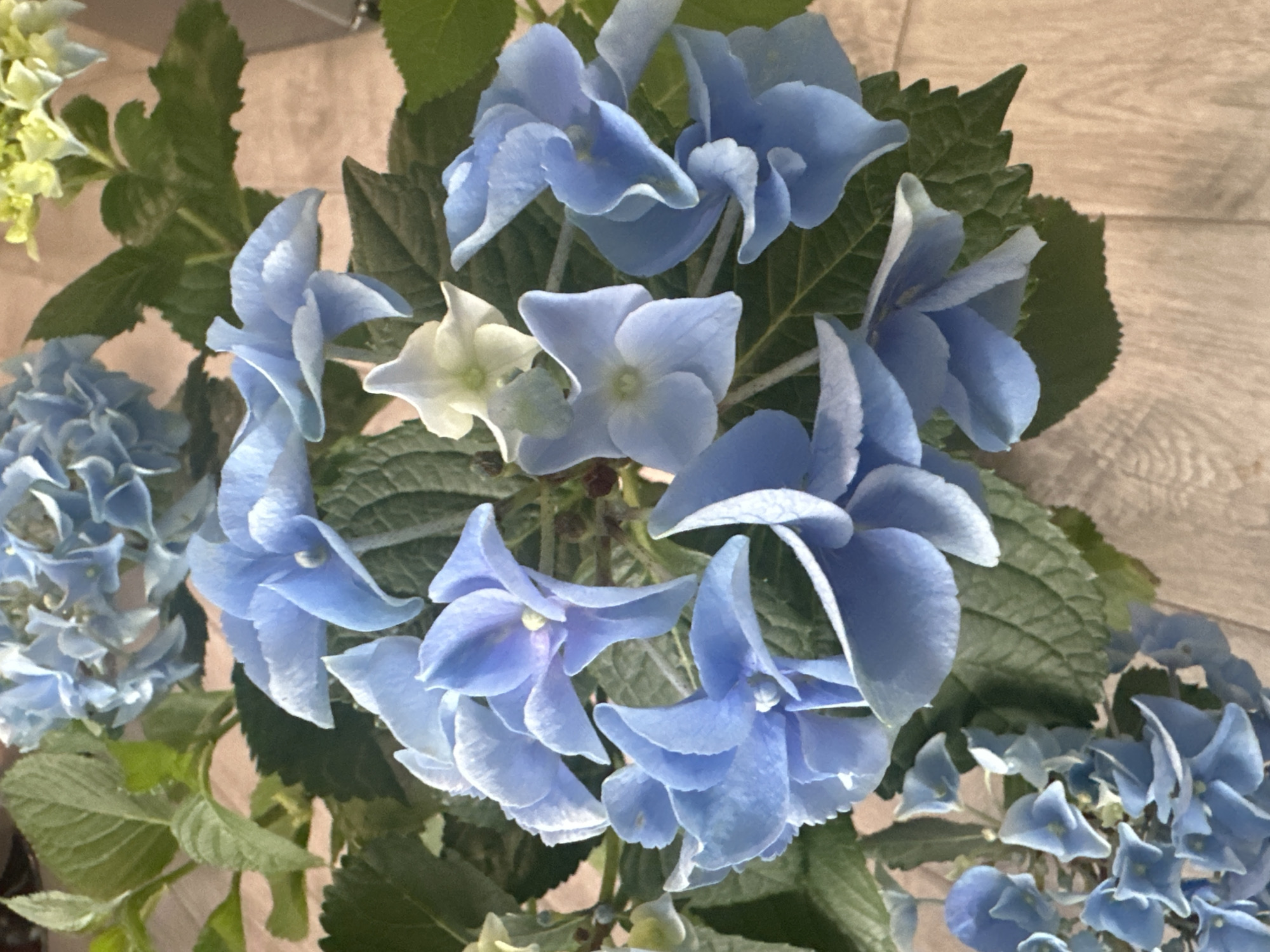 A close-up, top-down view of a bouquet of blue hydrangeas with some white and green accents. The flowers are clustered together, with large, layered petals. The green leaves of the hydrangeas are visible throughout the bouquet. The background is a light-colored, textured surface, possibly wood or a placemat. There are no people or animals present in the image. The scene appears to be indoors, on a table.