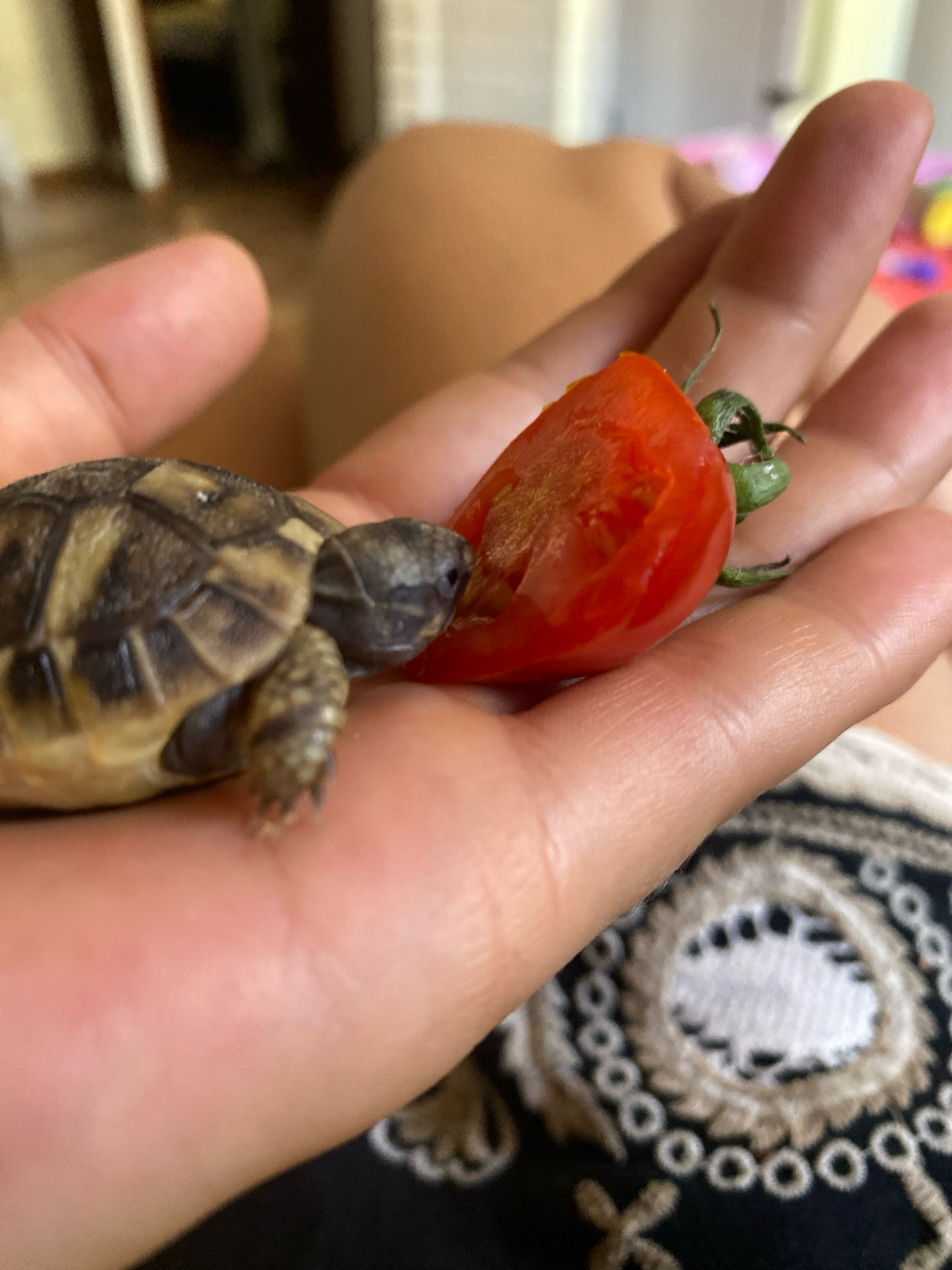 A close-up, eye-level shot shows a person's hand holding a small tortoise and a piece of cherry tomato. The tortoise, with its patterned shell and visible head and legs, is positioned on the palm of the hand, facing a halved cherry tomato. The tomato, bright red and glistening, is being nibbled by the tortoise. The background is blurred, with hints of indoor furnishings and what appears to be a person's leg and lap covered by patterned fabric. The lighting is natural, suggesting it was taken during the day, possibly indoors near a window. There is no information available regarding the specific location in the city of Zgrade, Montenegro.