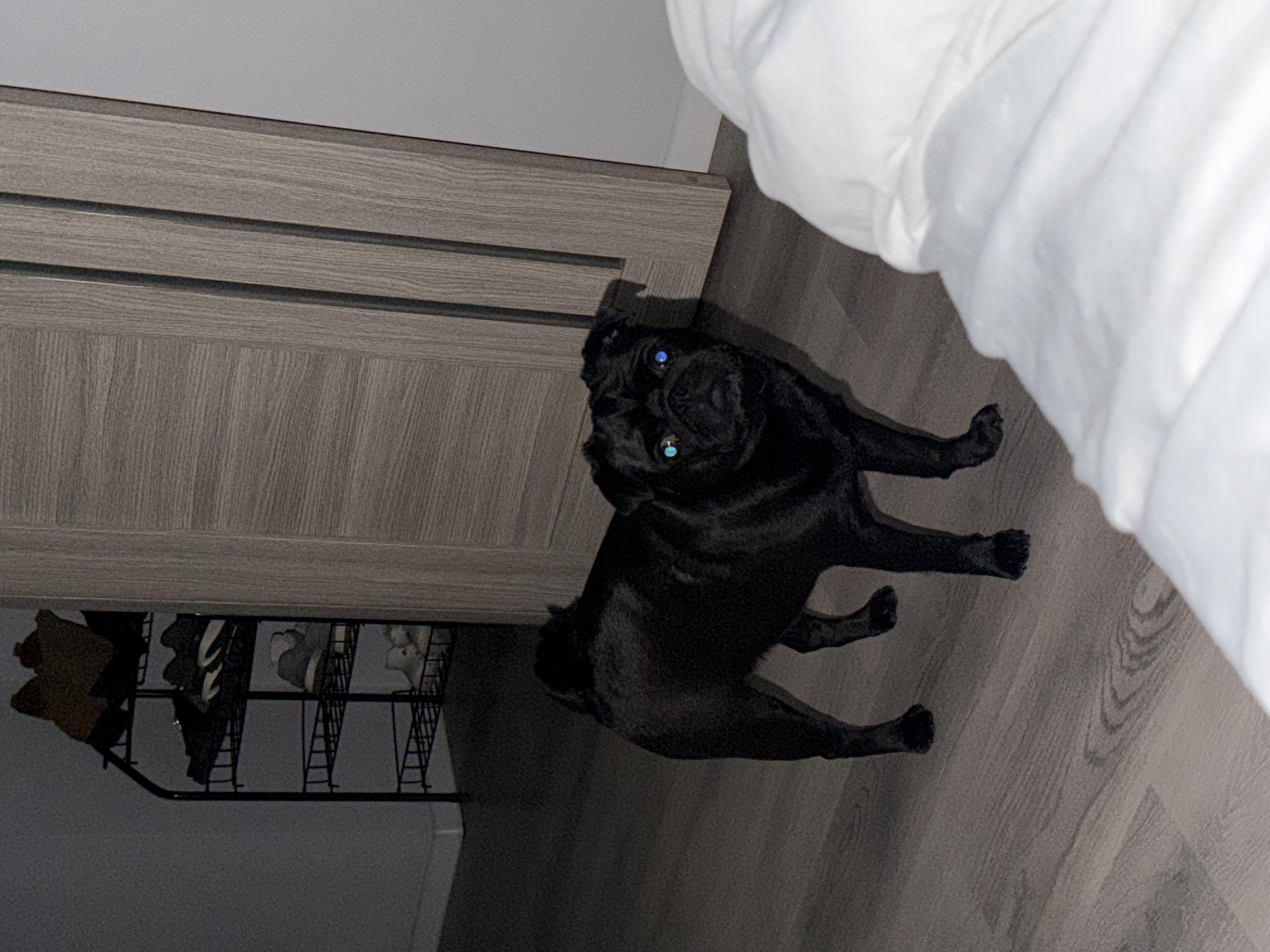 A black pug stands on a wooden floor in a room, looking directly at the camera. The pug's eyes reflect a blue light. To the left of the pug, a black metal shoe rack with four shelves holds several pairs of shoes. Behind the pug and to the right is a grey wooden door with vertical grooves. In the foreground to the right, a white comforter is visible. The room appears to be dimly lit. There is no indication of the location being in Sirius, Russia.