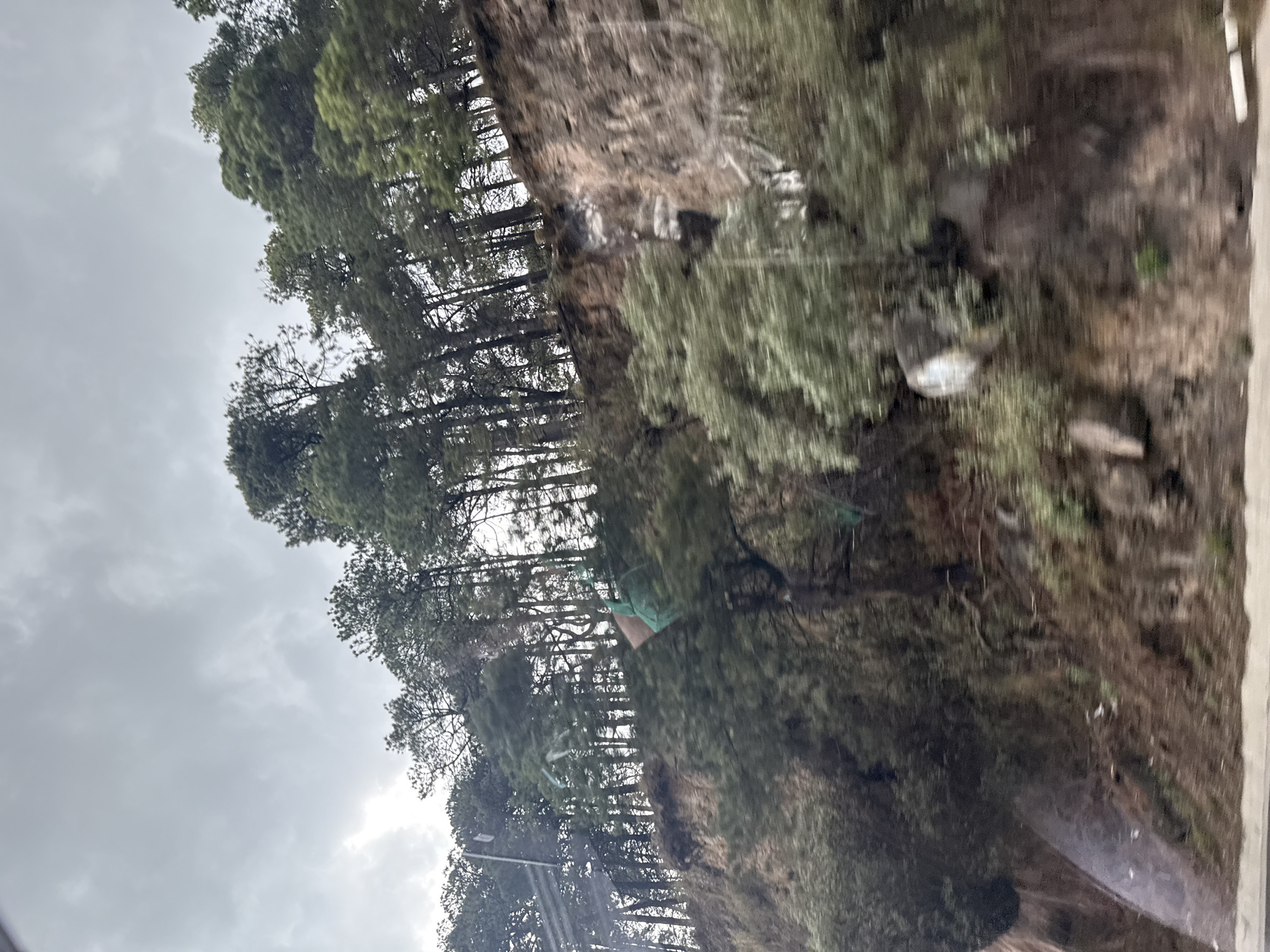The image shows a hillside with dense vegetation, predominantly pine trees, under an overcast sky. The location is likely near Río Frío de Juárez, Mexico, given the presence of pine forests characteristic of mountainous regions in Mexico. The perspective suggests the photo was taken from a moving vehicle, potentially on a road adjacent to the hillside. A lamppost is visible among the trees. The hillside exhibits varied terrain with soil and rock interspersed with the vegetation. There are no people visible.