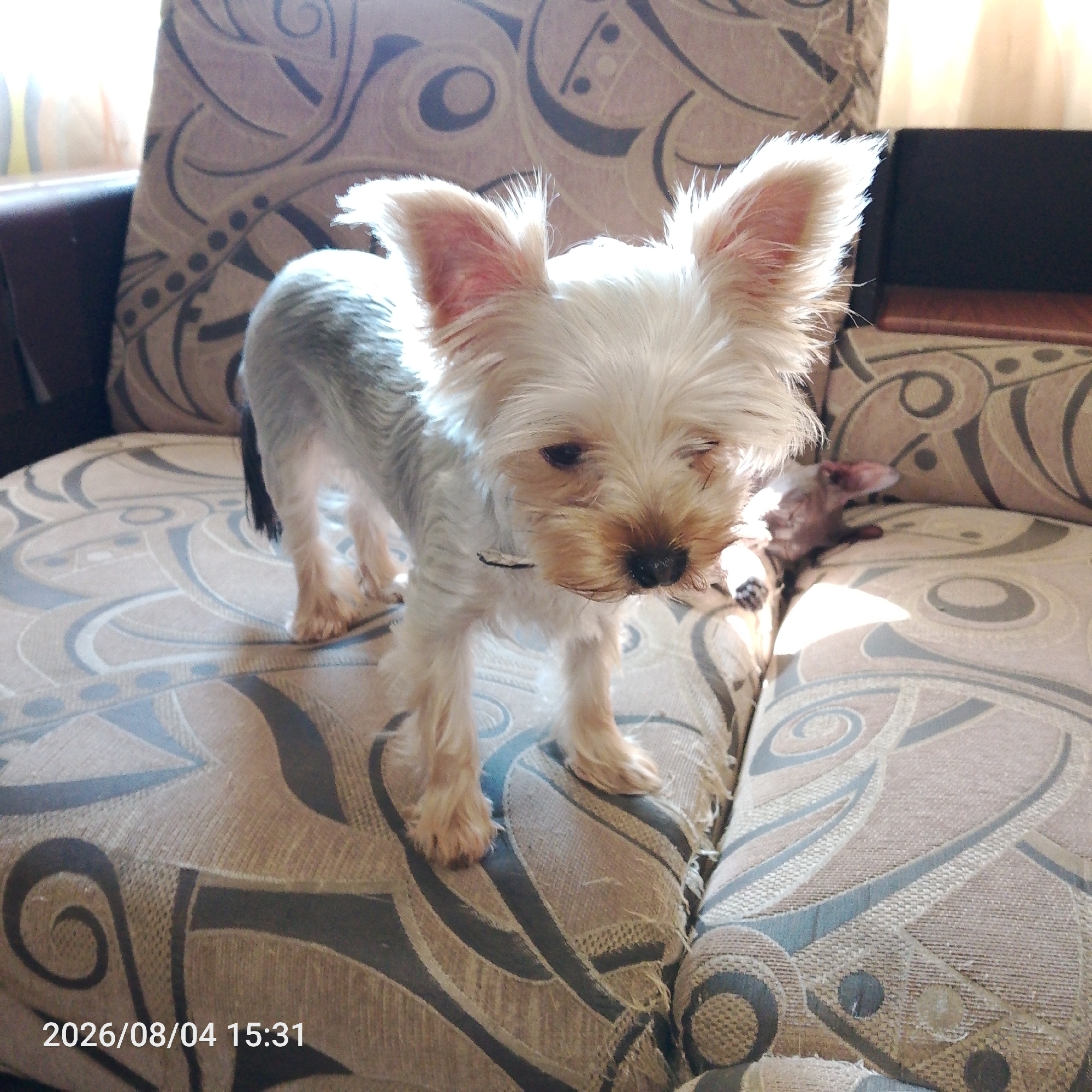 A small, light-colored dog with large ears and dark eyes stands on a patterned sofa in an indoor setting. The dog's fur is mostly white with some grey on its back and tail. It is looking down and to the right. The sofa has a brown and beige patterned fabric with geometric designs. Sunlight streams in from a window to the left, illuminating the dog and the sofa. Another small animal, possibly another dog, is visible sleeping or resting on the sofa in the background, partially obscured by the main subject. A timestamp "2026/08/04 15:31" is visible in the bottom left corner of the image.