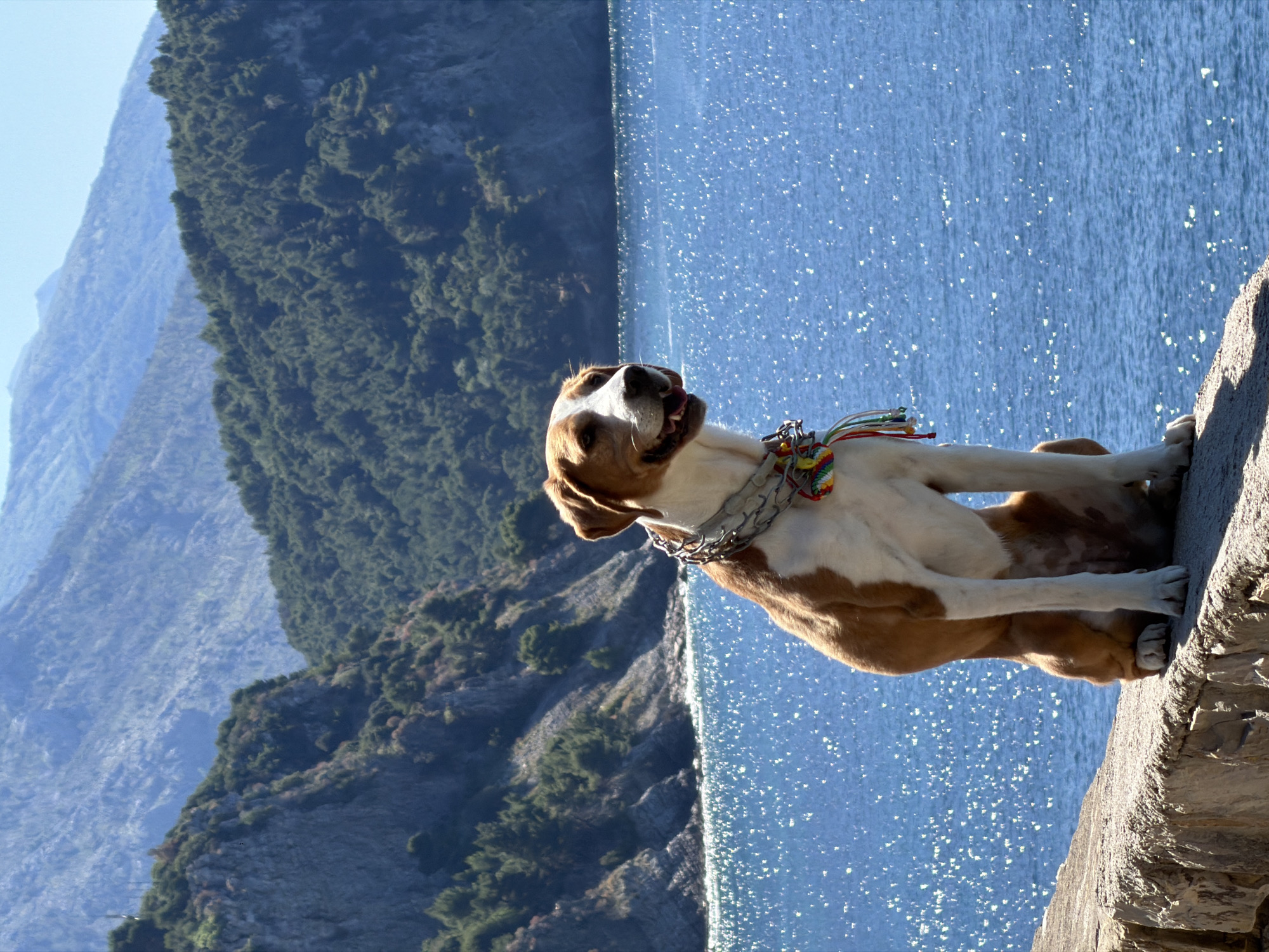 A medium shot depicts a dog with brown and white markings sitting on a rocky structure. The dog has a metal chain collar with multicolored decorations attached. The background features a body of water with sunlight glinting off the surface, and a partially visible mountain range with green vegetation. The location is Mirište, Montenegro.
