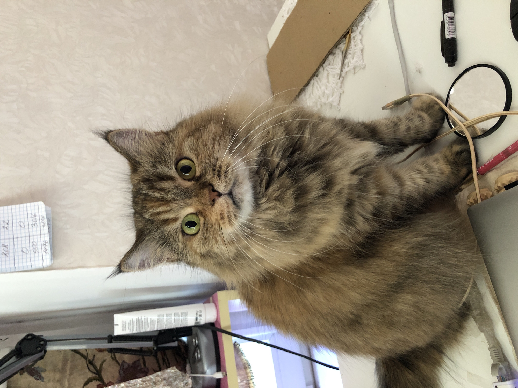 A medium shot captures a fluffy, long-haired tabby cat sitting on a white surface, looking directly at the camera. The cat has green eyes and prominent whiskers. The background is a textured, light-colored wall. To the left of the cat, partially visible, is a desk lamp, a white tube of lotion, and some decorative fabric. In front of the cat, on the white surface, are various objects including a cardboard piece, a black pen, a magnifying glass, and several cables. The lighting suggests an indoor environment, possibly a home office or study. The specific location in "Unknown, Unknown" cannot be determined from the visual information provided.