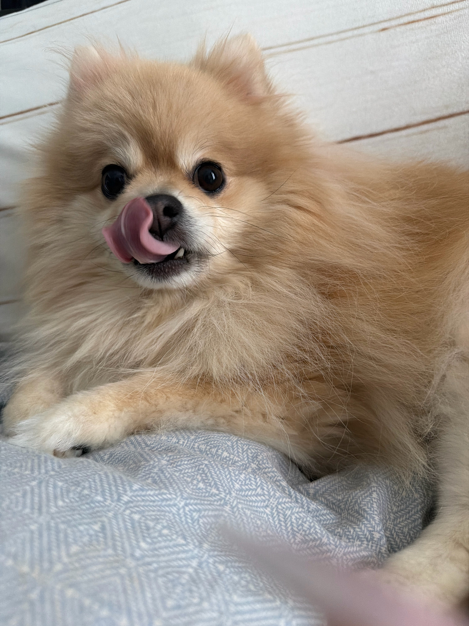 A close-up, slightly overhead shot shows a fluffy Pomeranian dog resting on a blue patterned blanket. The dog has light tan fur, dark eyes, and its tongue is extended, licking its nose. The background is a light-colored, slatted surface. The scene appears to be indoors. There is no discernible information about the city of Tbilisi, Georgia.