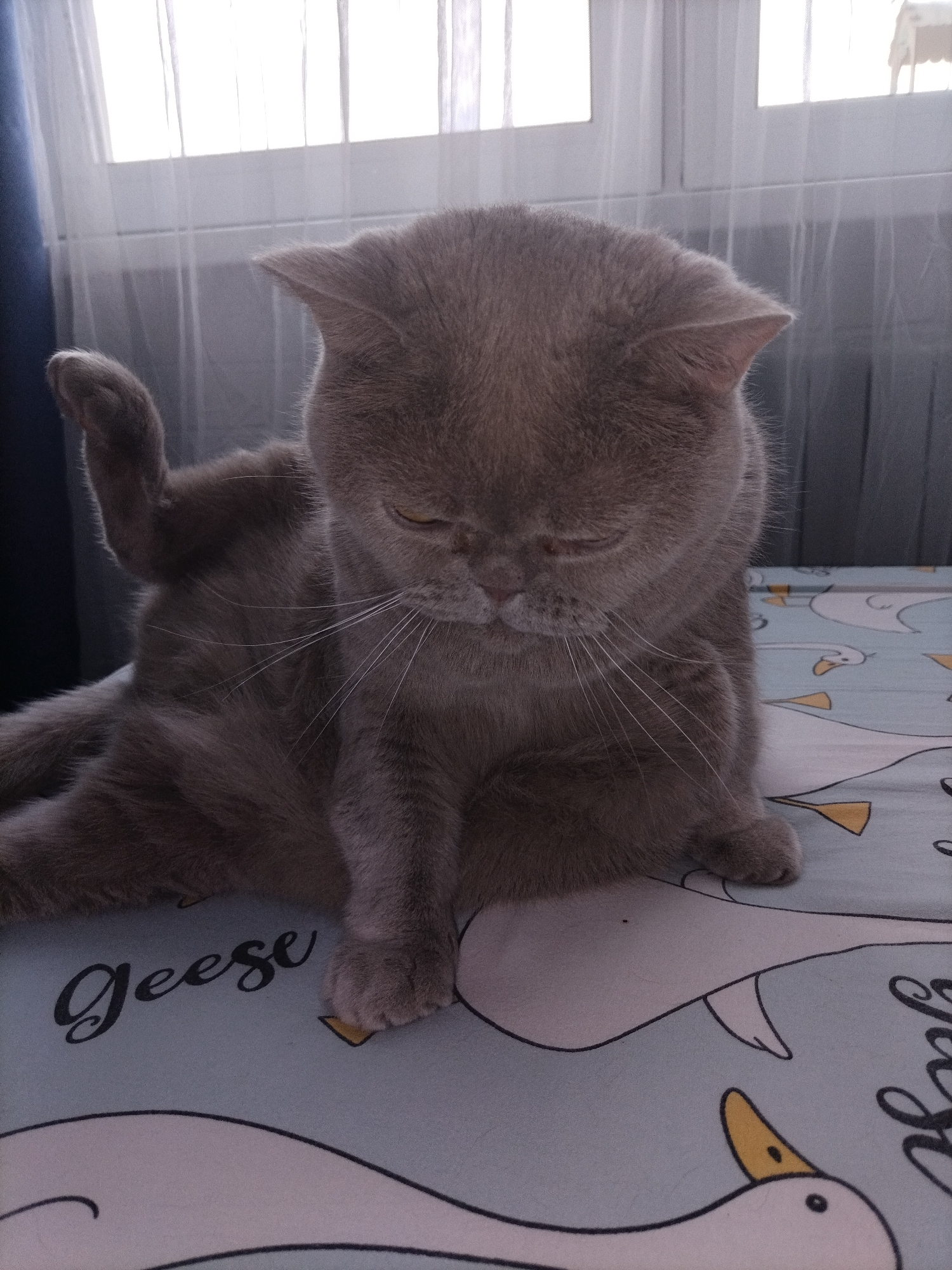 A British Shorthair cat with grey fur is sitting on a bedspread with a pattern of white geese. The cat is facing down and to the right, with its right paw raised and bent. The bedspread is light blue and features stylized white geese with yellow beaks and feet. The word "Geese" is written in cursive black font on the bedspread. In the background, a window with sheer white curtains is visible. The environment appears to be indoors.