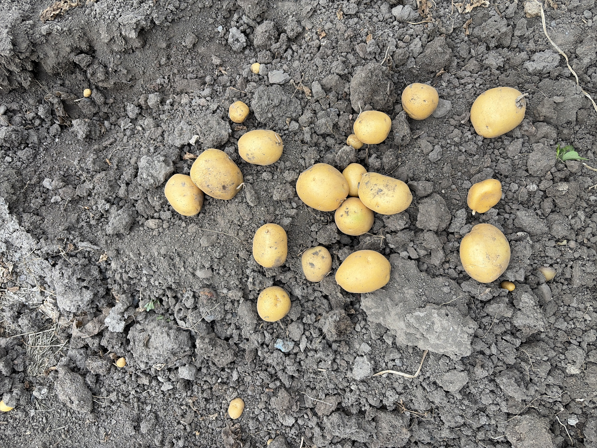 A close-up, high-angle view shows freshly dug potatoes scattered across dark, loamy soil. The potatoes are various sizes and shades of yellow, some with visible dirt clinging to them. The soil is clumpy and uneven, with some dried plant matter and small stones visible. The scene appears to be in a rural or agricultural setting. The specific location in Oxentea, Moldova, cannot be determined from the image alone.