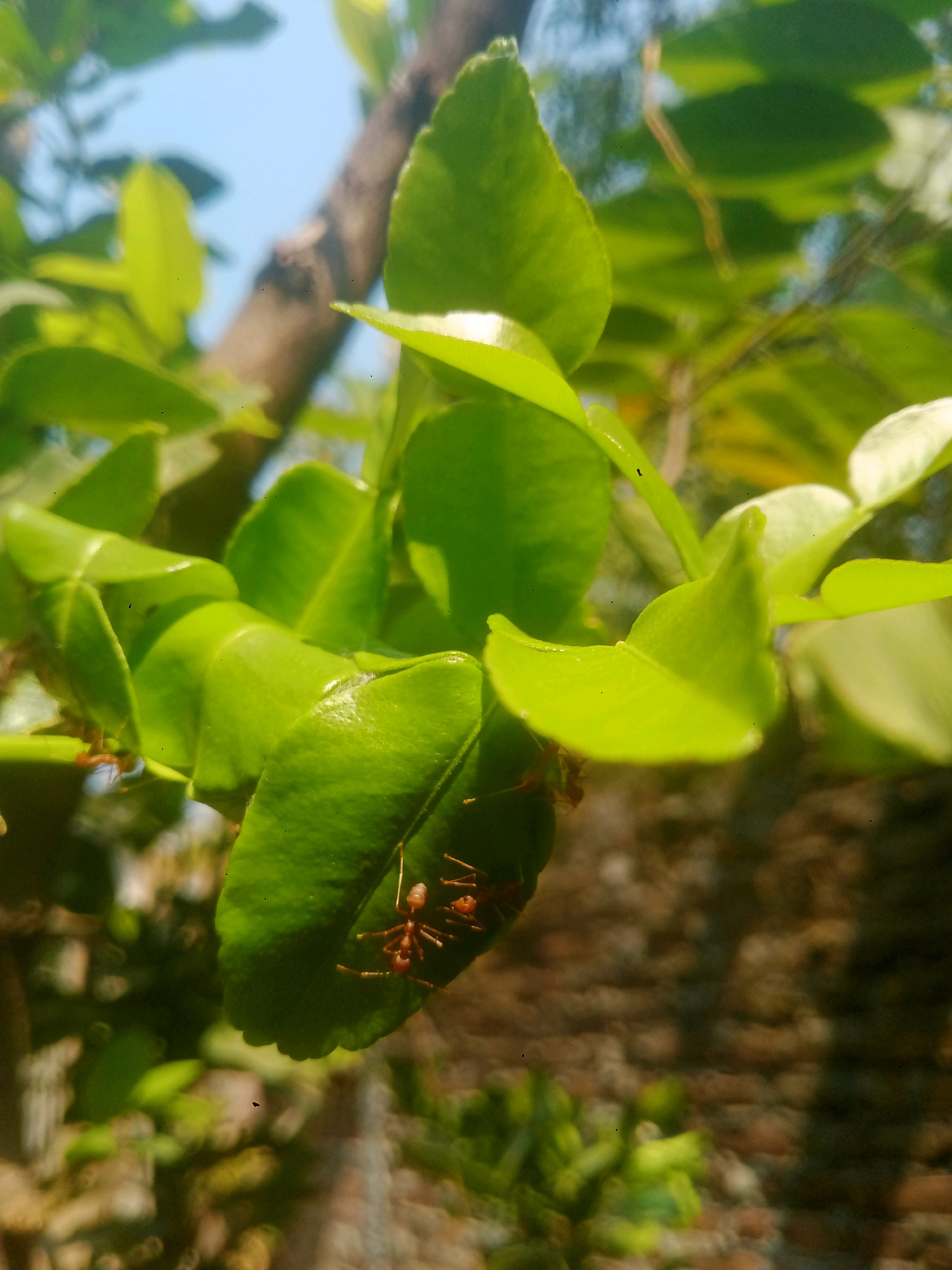 The image shows a close-up view of several green leaves on a tree, with a branch visible in the background. Two red ants are on one of the leaves, with one ant prominently in focus on the underside of a leaf. The background is blurred, showing a brick wall and sky. The image appears to have been taken outdoors during the day. The location in the city of Sanan, Indonesia is not discernible from the image itself.