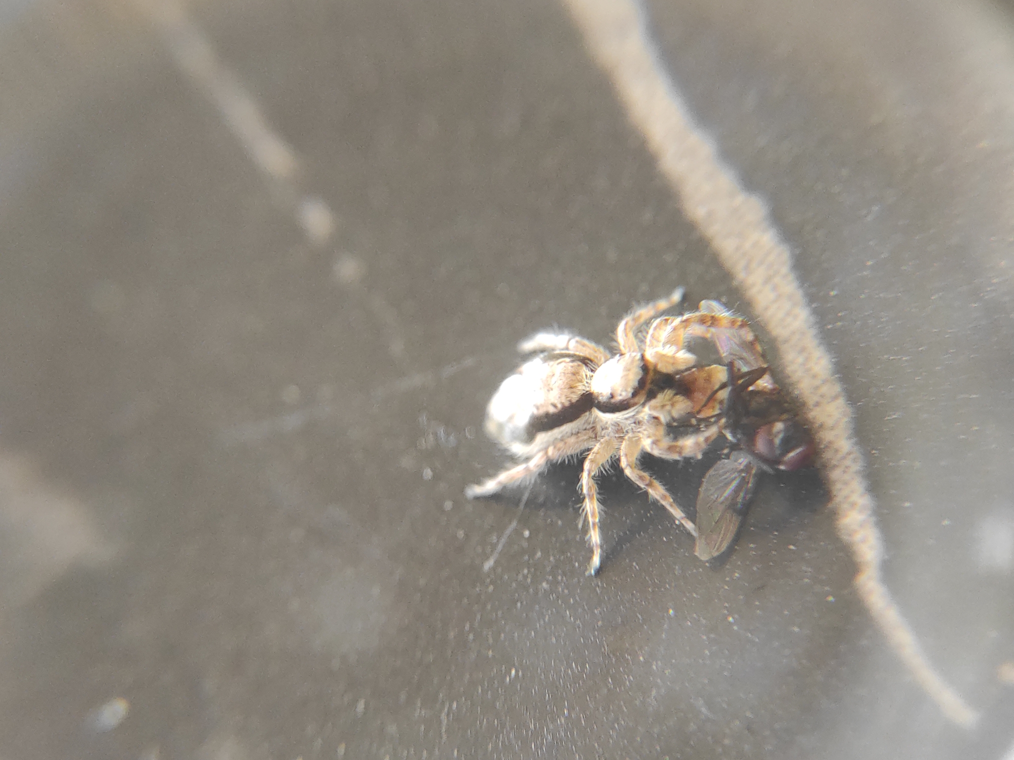A tan and white spider is positioned to the right of the image, partially obscuring a fly that it appears to be preying on. The scene is viewed through what appears to be a magnifying glass or another transparent object, giving the image a slightly distorted and reflective quality. The background is a dark, possibly gray or black, surface with some indistinct markings or smudges. The spider and fly are in sharp focus, while the background is somewhat blurry. The image has an overall clinical and forensic tone. I cannot tell the location in the city of Lhokseumawe, Indonesia from this image.