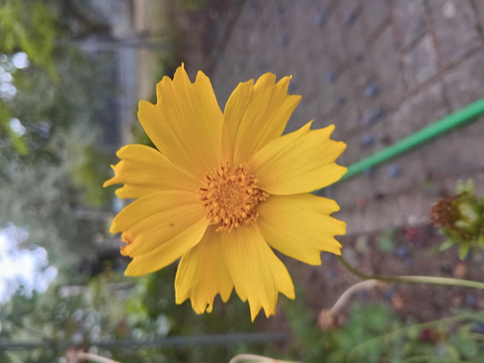 An extreme close-up shot shows a vibrant yellow flower with ruffled petals. The flower is positioned slightly off-center to the left of the frame, with its center composed of numerous small, textured florets. The background is blurred, with hints of green foliage and trees, suggesting an outdoor garden setting. A paved pathway with interlocking stones and scattered small dark stones is visible in the lower right quadrant, extending into the distance. A thin, curved stem, likely part of the flower's plant, is visible to the left of the flower. A bright green hose or tube runs diagonally across the bottom right of the frame. The lighting suggests it is daytime, possibly overcast, due to the soft shadows and diffused light. The image is sharpest on the flower and becomes increasingly out of focus towards the background. The scene appears to be in a public or private garden space in Weißenthurm, Germany.