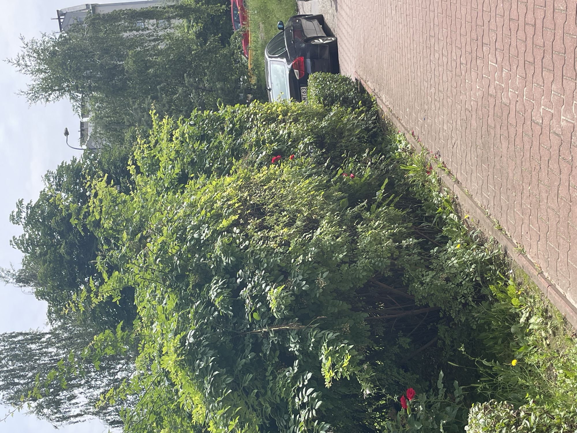 An exterior, eye-level shot shows a dense green hedge on the left side of a red brick pathway that curves to the right. Behind the hedge, a dark colored BMW sedan is parked and partially visible, with the license plate reading "MT63". In the background, tall green trees frame a grey building with visible windows and a light post. A few red roses are visible on the left side of the hedge, and some small yellow wildflowers are scattered in the grass near the base of the hedge and the pathway. The sky is overcast.