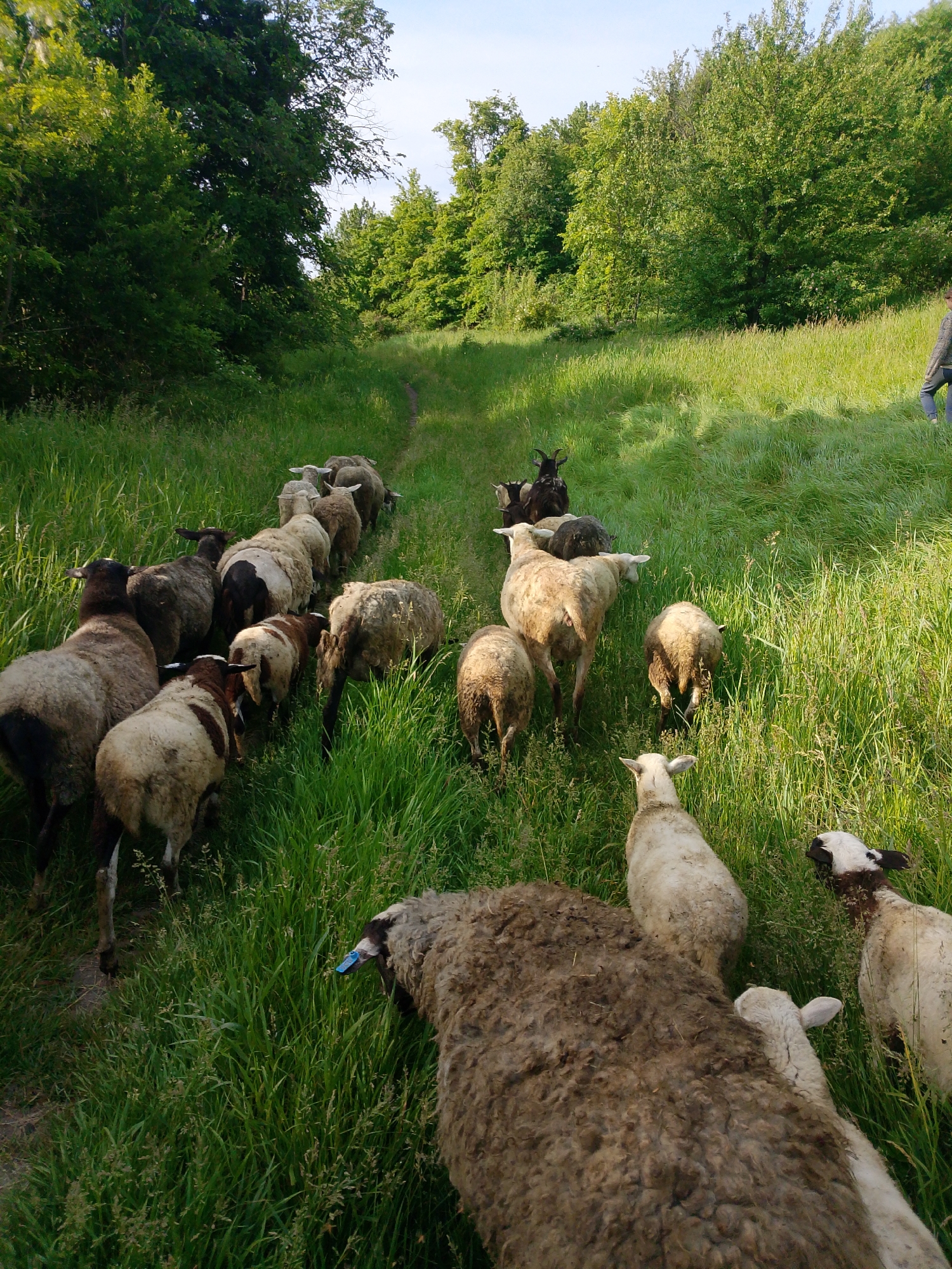 A large flock of sheep and a few goats are captured walking along a narrow, well-worn path through a vibrant green, grassy landscape. The animals are primarily sheep, displaying a variety of wool colors including white, cream, light brown, dark brown, and black, with some having mottled patterns or distinct black faces. A couple of dark-coated goats with horns are also visible among the flock, particularly in the middle ground. The animals appear to be moving generally away from the camera, following the winding dirt path that extends into the distance.
The path is flanked on both sides by tall, lush green grass and dense natural vegetation, including numerous trees and bushes with verdant foliage, suggesting a wooded or semi-wooded area. The setting evokes a serene, rural environment, possibly a pasture or a country trail. In the upper right background, a person is partially visible, wearing blue jeans and a light-colored, patterned shirt, seemingly accompanying or guiding the flock.
The lighting indicates a bright, clear day, possibly late morning or early afternoon, with natural sunlight illuminating the scene and casting some soft shadows. A patch of light blue sky is visible above the treeline in the top right. One sheep in the foreground, near the bottom right of the frame, has a small blue identification tag in its ear. There is no visible text in the image.