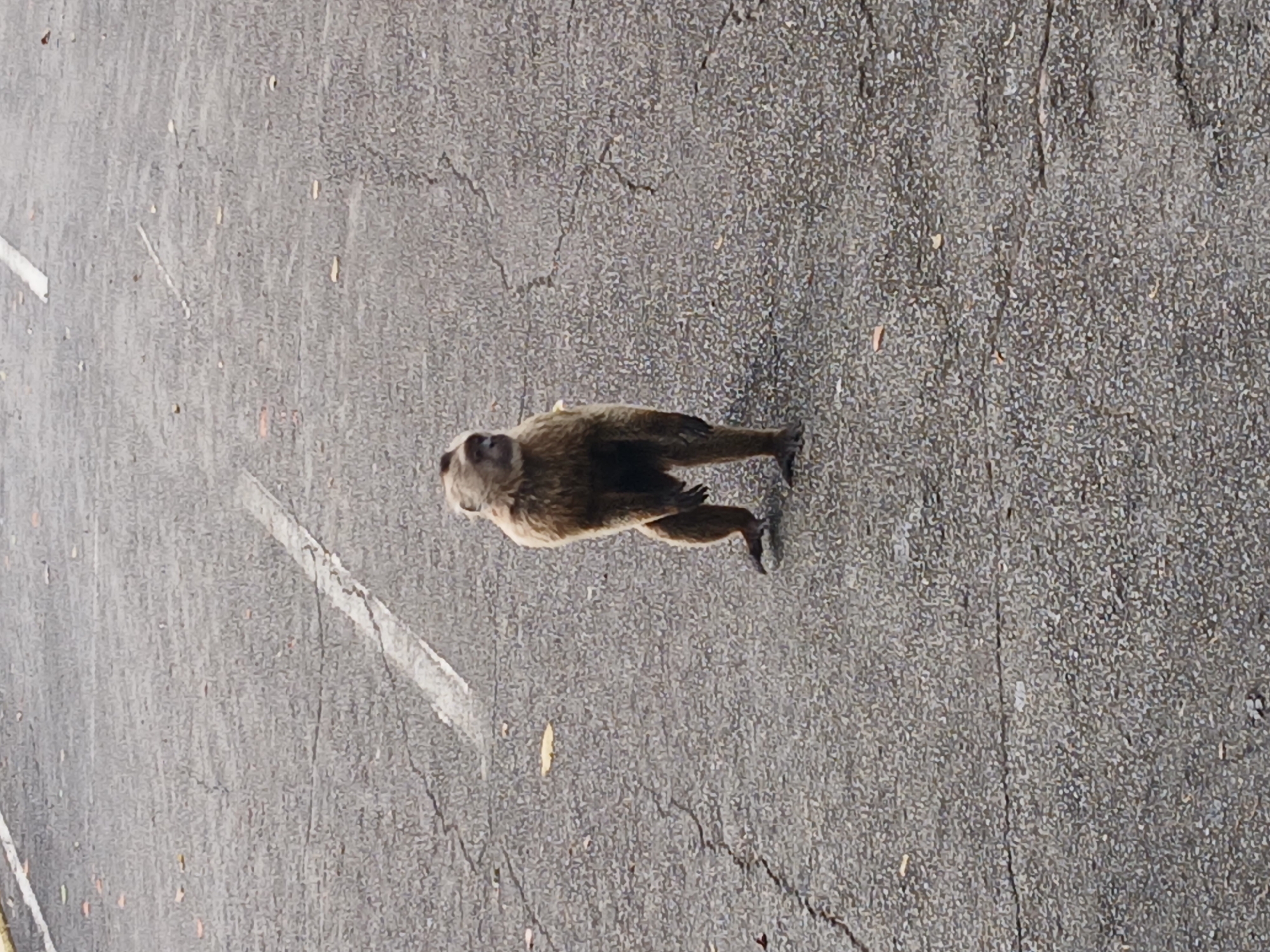 A brown monkey is walking on a gray asphalt surface, likely a road or parking lot, in Ciudad Guayana, Venezuela. There are white painted lines on the left of the image. The surface appears to be rough. The monkey is viewed from above, and its body is in motion, suggesting it is walking.