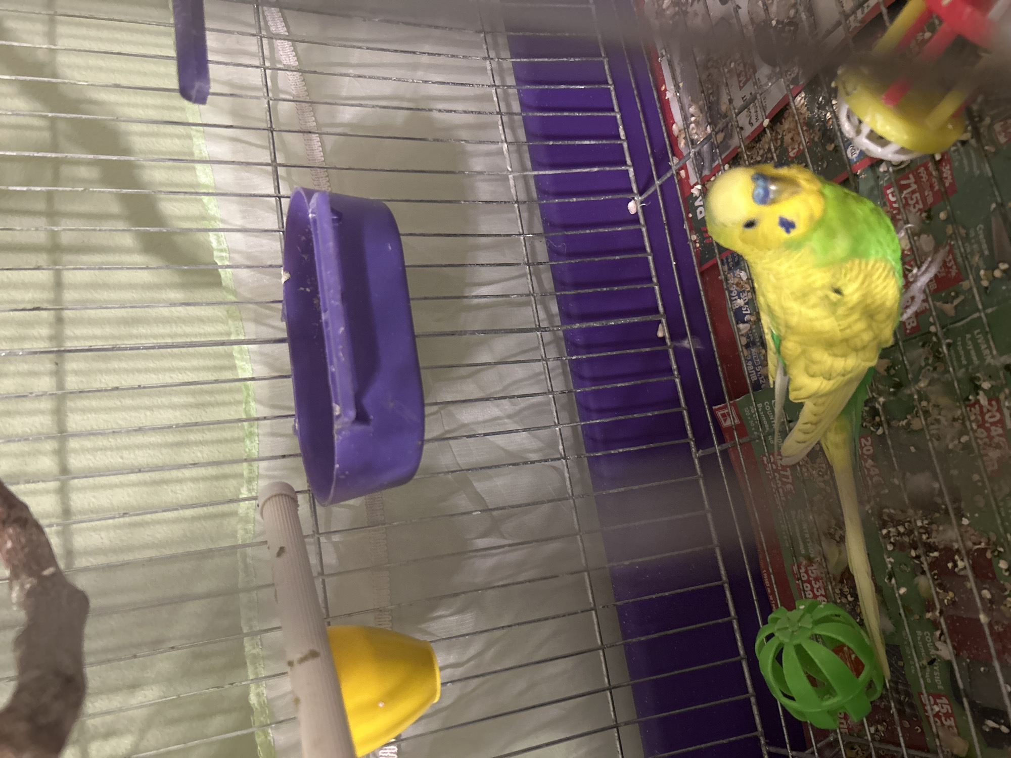 The image shows a budgerigar (parakeet) perched inside a cage. The bird has predominantly yellow and green plumage with blue markings on its head. The cage is made of metal bars and contains several items, including a purple food dish, a yellow bell-shaped toy, a green plastic ball, and a white perch. The cage floor is covered with printed paper displaying various texts and numbers, along with birdseed remnants. The text on the printed paper reveals prices in Euros and Bulgarian Levs for various "COUNTRYSIDE" brand products (Възглавн, ца and Възгаснецо) sold at Lidl. The products appear to be related to home and garden. Given the presence of Bulgarian Levs and the Lidl products, the scene is likely set in Bulgaria. Given the other printed information, the image may have been taken near Plovdiv, Bulgaria, due to the presence of 'COUNTRYSIDE' advertisement.