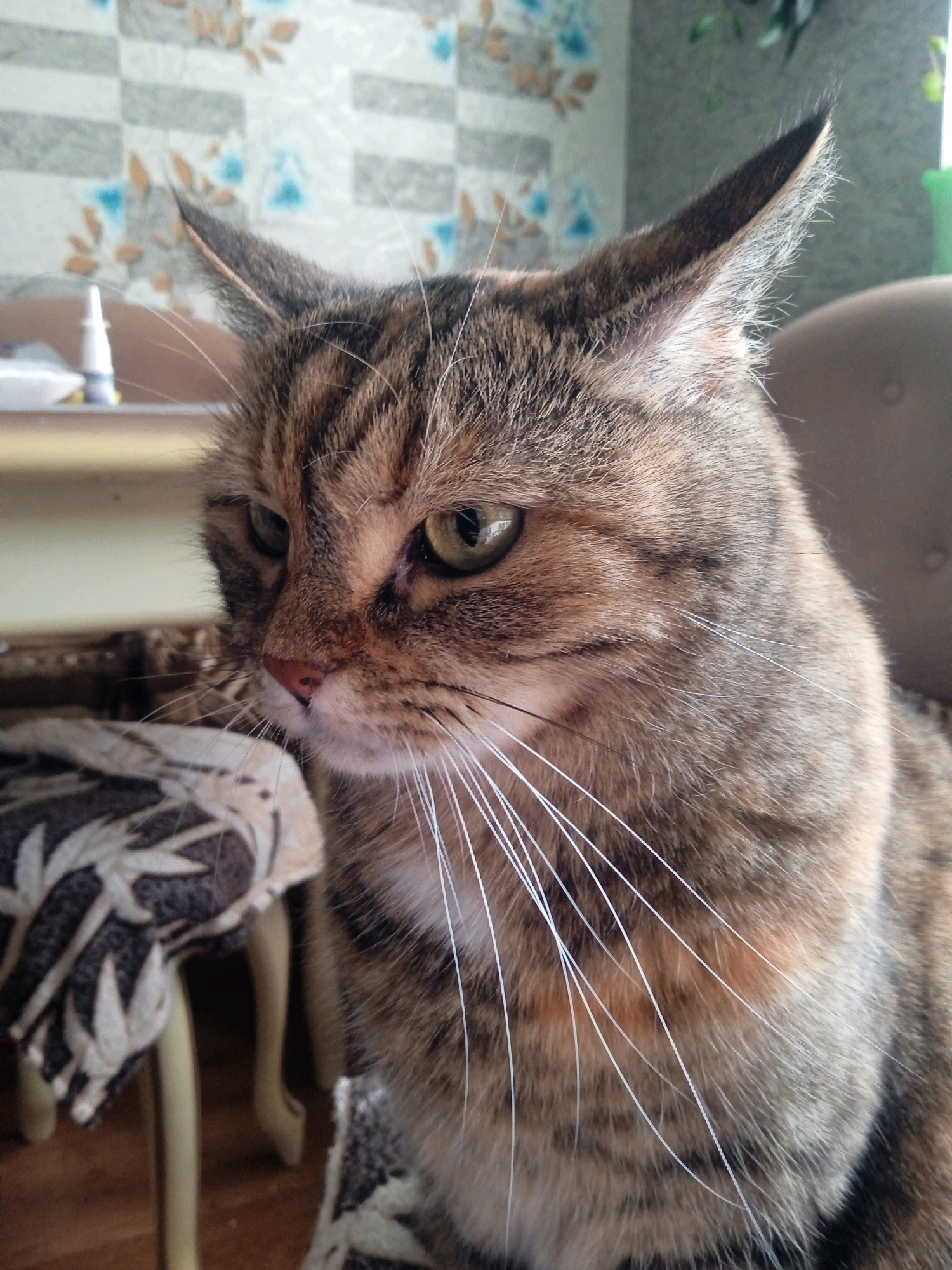 This is a close-up, eye-level, medium shot of a brown tabby cat with green eyes, looking to the left of the frame. The cat is positioned in the foreground, with its head and shoulders filling most of the frame. The background is out of focus, showing a patterned wallpaper and what appears to be furniture. There is a small white bottle with a blue cap on a table to the left of the cat. The cat has prominent white whiskers. The scene is indoors, likely in a residential setting. The image does not provide any specific information about Lida, Belarus, or any actions or interactions beyond the cat's presence.