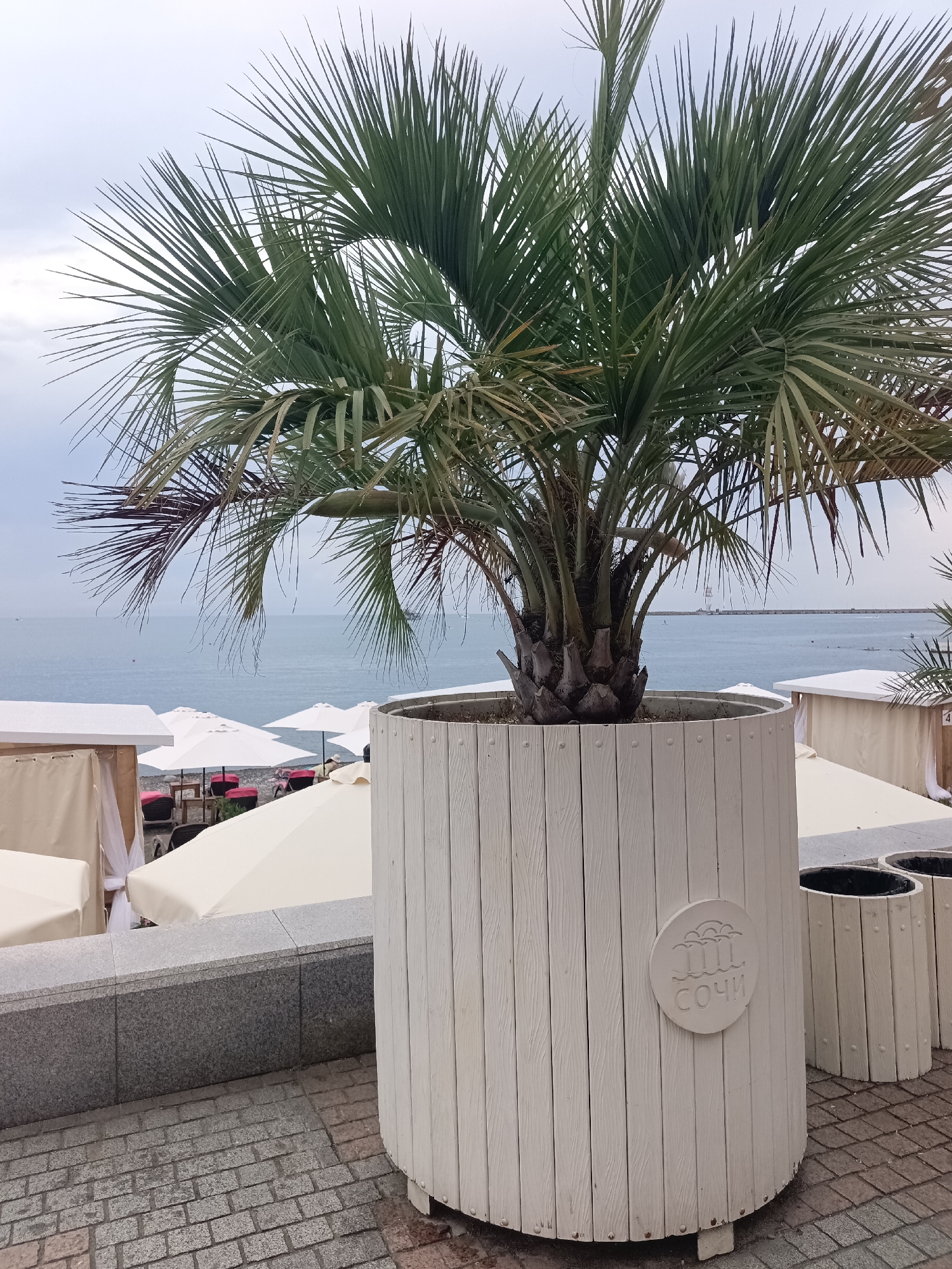 The image depicts a tropical scene at a beach resort in Sochi, Russia. In the foreground, a large palm tree is planted in a white wooden planter, which features a circular emblem with embossed text reading "СОЧИ" and a stylized design of waves and clouds. The planter is positioned on a paved walkway, adjacent to a low stone wall.
Beyond the planter, the beach is visible, lined with white lounge chairs and umbrellas. These are set up in an area that appears to be a designated beach club or seating area, with some cabanas visible. The sea stretches out to the horizon under a cloudy sky. The water is a calm, blue-grey, and there are a few small boats or watercraft in the distance.
The weather appears overcast, suggesting it might be a cooler day or approaching dusk. The scene evokes a sense of relaxation and leisure, typical of a seaside vacation destination. The overall mood is peaceful and serene, with the natural beauty of the coast complemented by the organized resort amenities. The presence of the "Sochi" emblem clearly indicates the location.