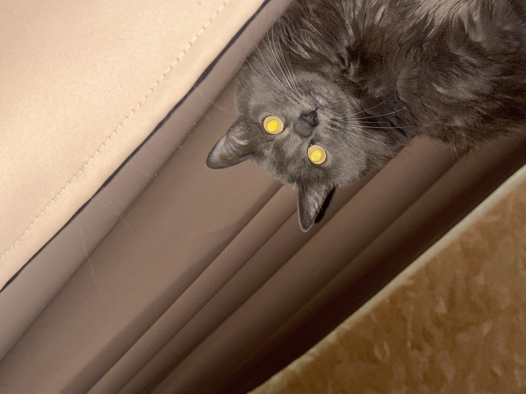 A close-up, downward-angle shot shows a gray cat with bright yellow eyes looking directly at the camera. The cat has long, fluffy fur and prominent white whiskers. The background consists of draped curtains in shades of brown and beige, with the top edge of a lighter beige fabric visible at the top of the frame. A small, out-of-focus object with a textured, light brown surface is visible in the lower left corner. The image does not contain any recognizable landmarks or elements that would indicate a specific location within Nizhny Novgorod, Russia. The lighting appears to be artificial, possibly from a flash, which is causing the bright reflection in the cat's eyes.