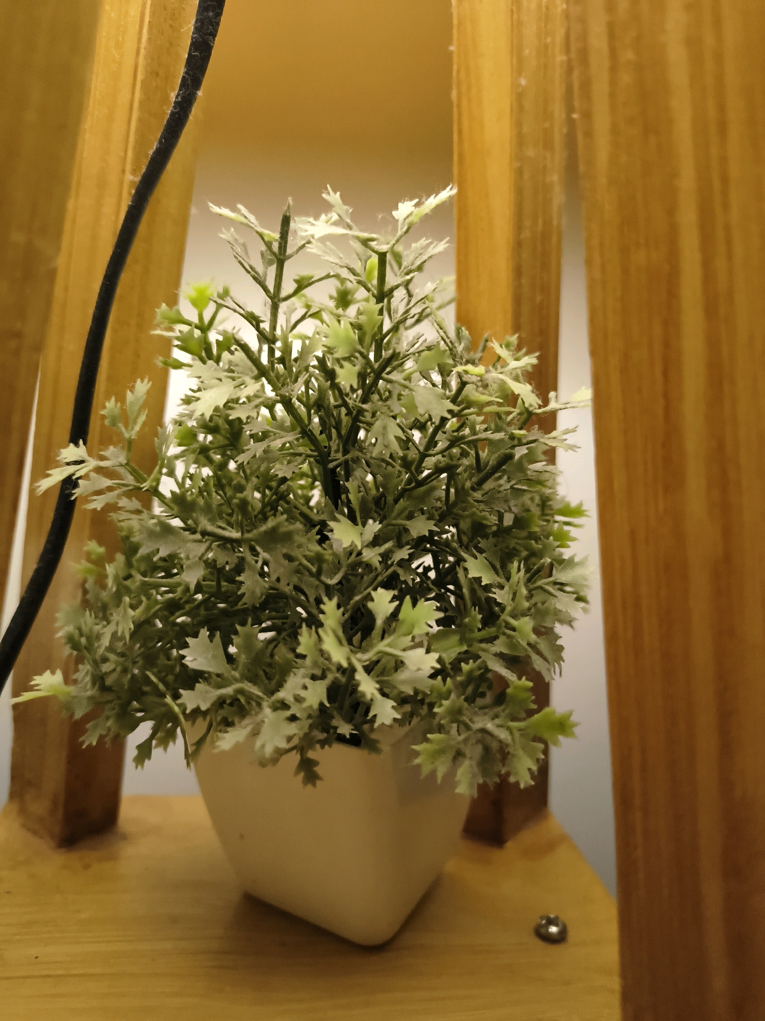 A small artificial plant in a white ceramic pot sits on a light brown wooden shelf. The plant is green with white-tipped leaves, and it is surrounded by vertical wooden slats. A black wire is visible to the left of the plant, hanging from above. The background is out of focus, showing a wall and more of the wooden slats, suggesting an indoor setting possibly in Roorkee, India. The lighting is warm and yellow, casting shadows and highlighting the texture of the wood and the plant. There are no people or animals present in the image.